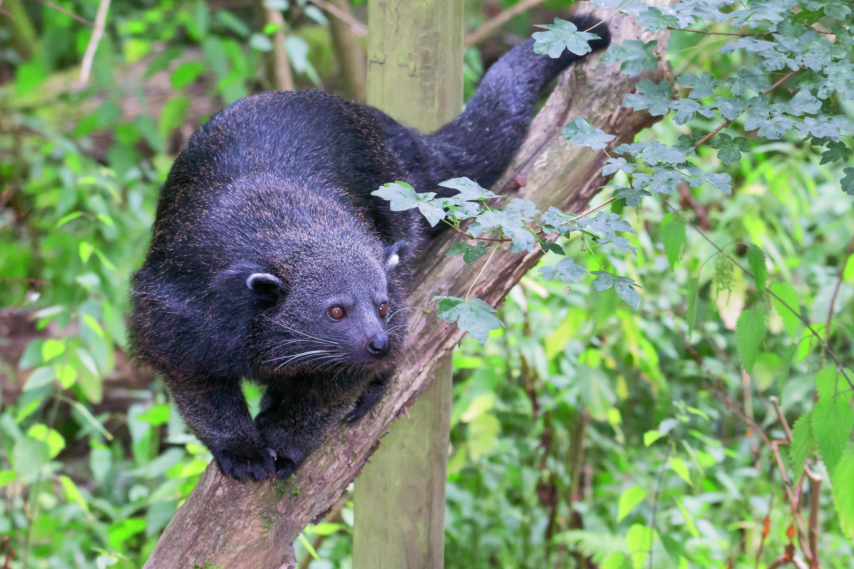Bearcat Binturong on a branch, Stock photo, 2940x1960 HD Desktop