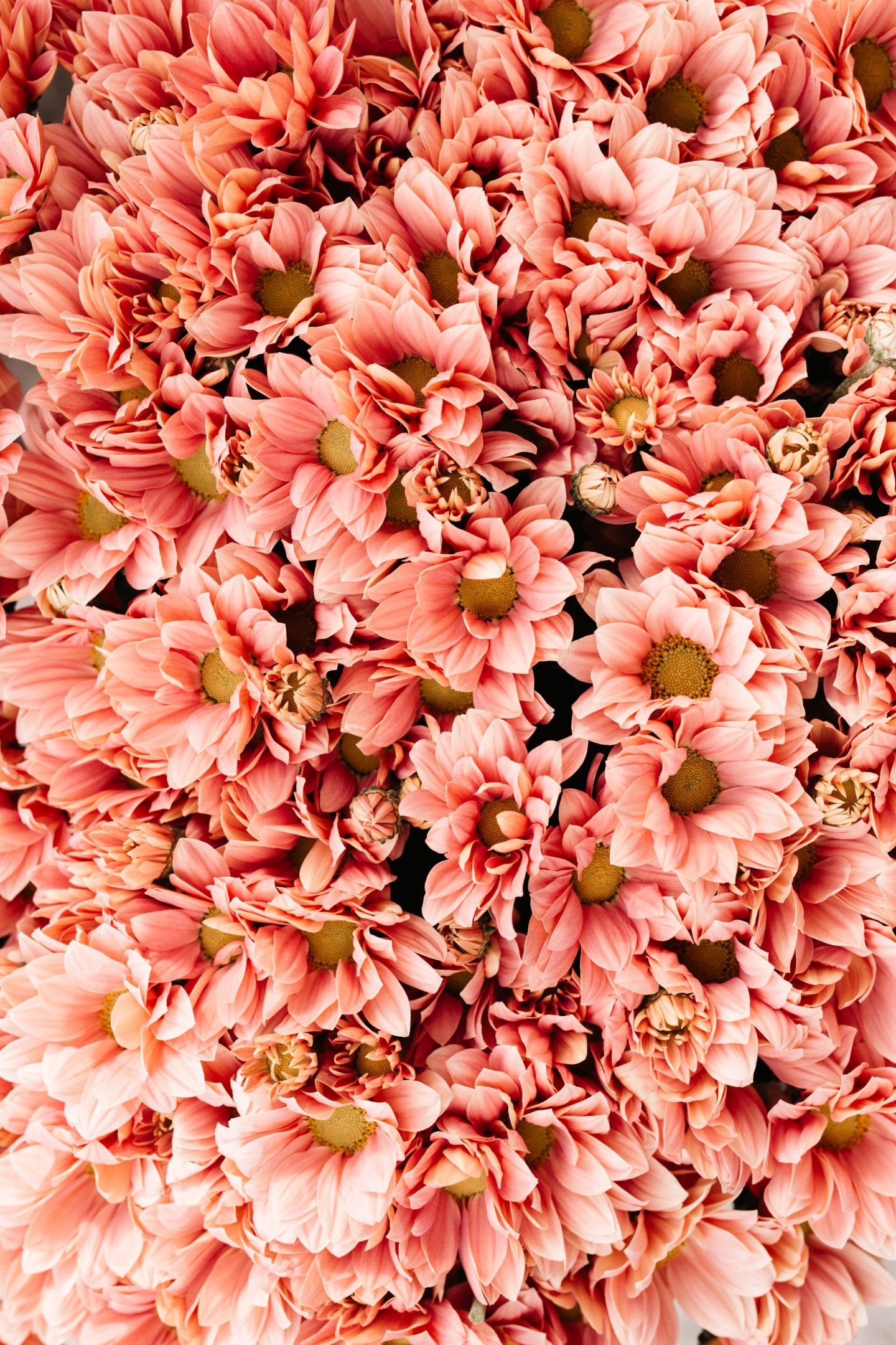 Peach chrysanthemum flowers, Dense autumn floral arrangement, Coral daisy bloom texture, HD Phone wallpaper