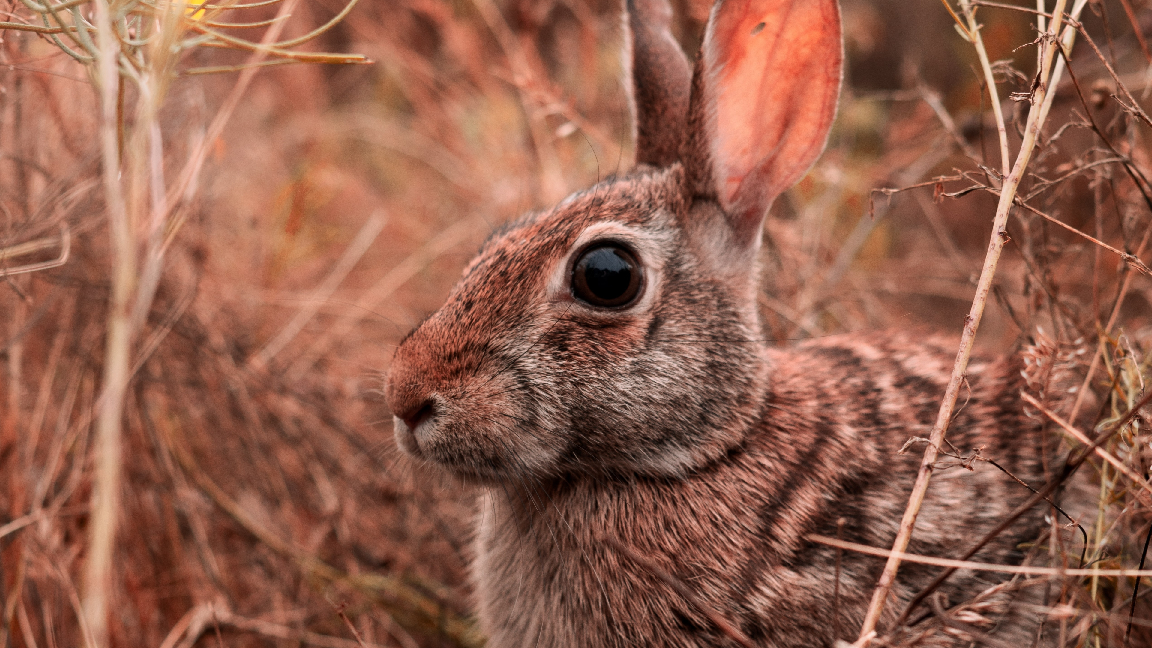 Cute hare wallpaper, 4K UHD image, Widescreen background, High definition, 3840x2160 4K Desktop