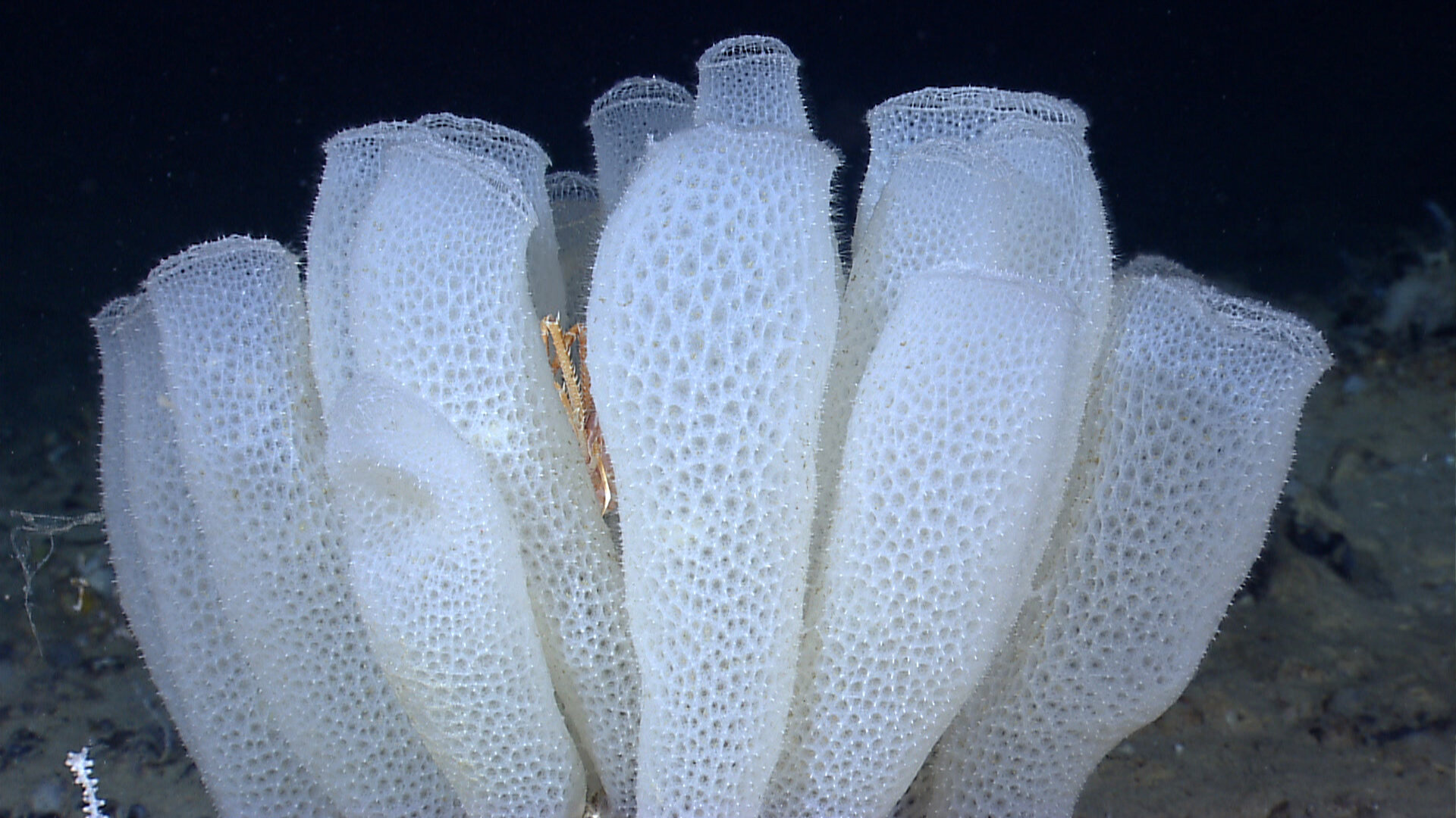 Deep sea sponge, Vortex survivor, Resilient organism, Natural wonders, 1920x1080 Full HD Desktop