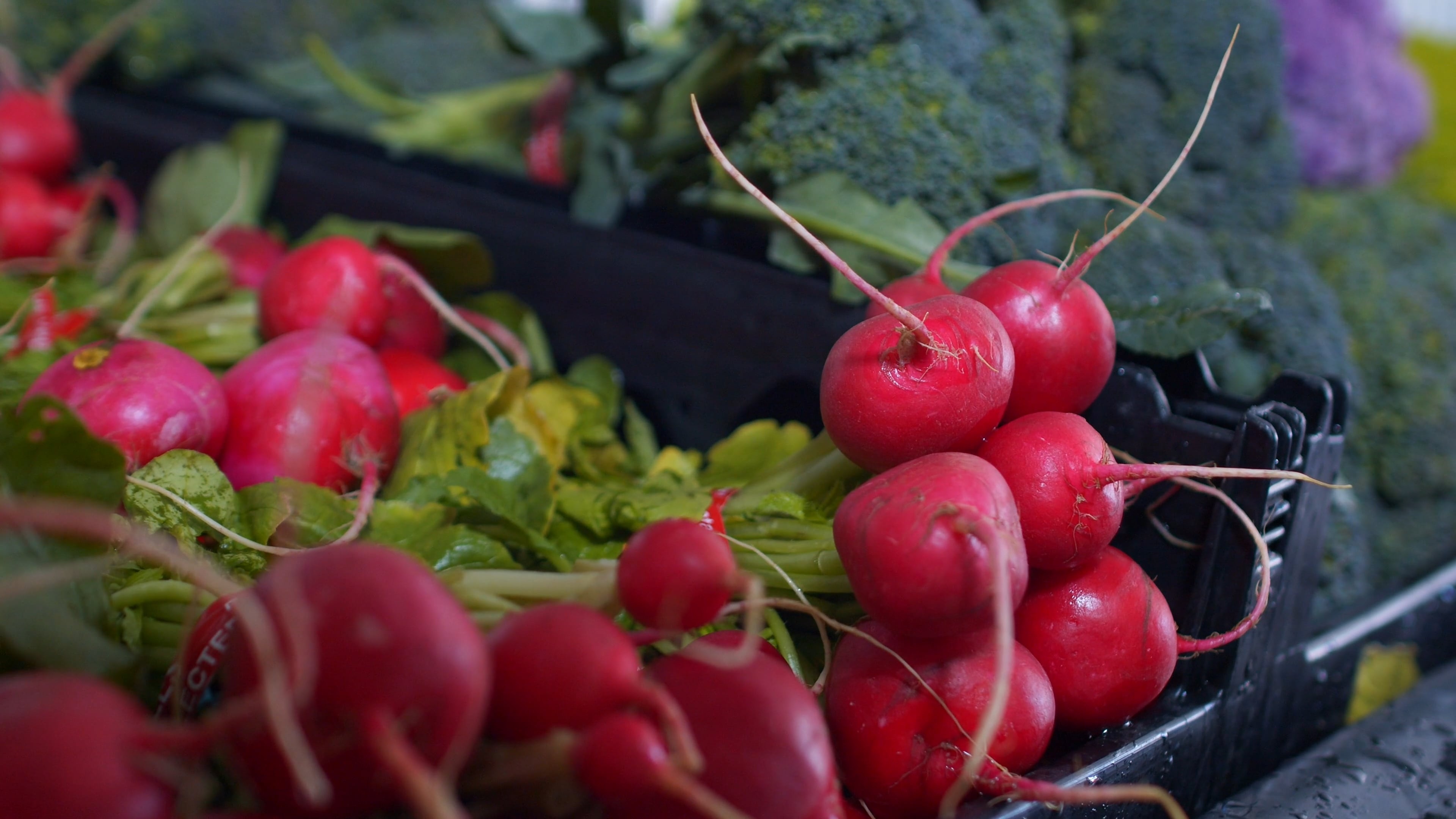 Close up video radish, Free stock video, Food, 3840x2160 4K Desktop