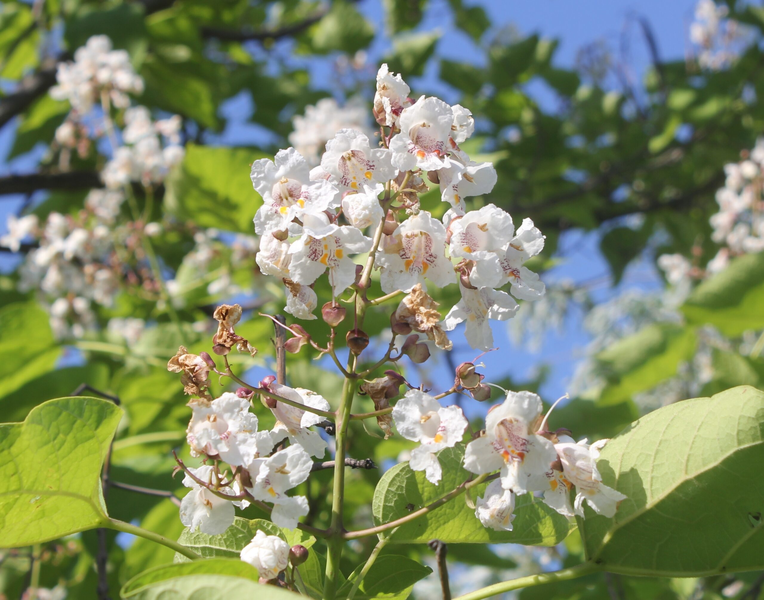 Kocaeli bitkileri, Catalpa bignonioides, Katalpa, 2560x2020 HD Desktop