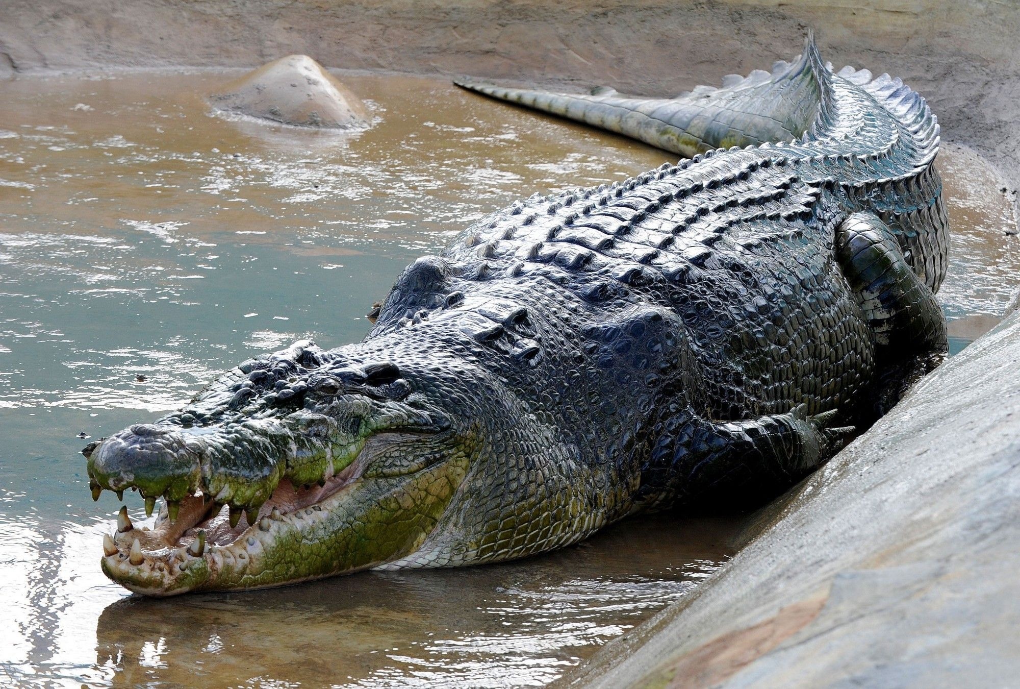 Crocodile, Reptile species, Aquatic predator, Powerful jaws, 2000x1350 HD Desktop