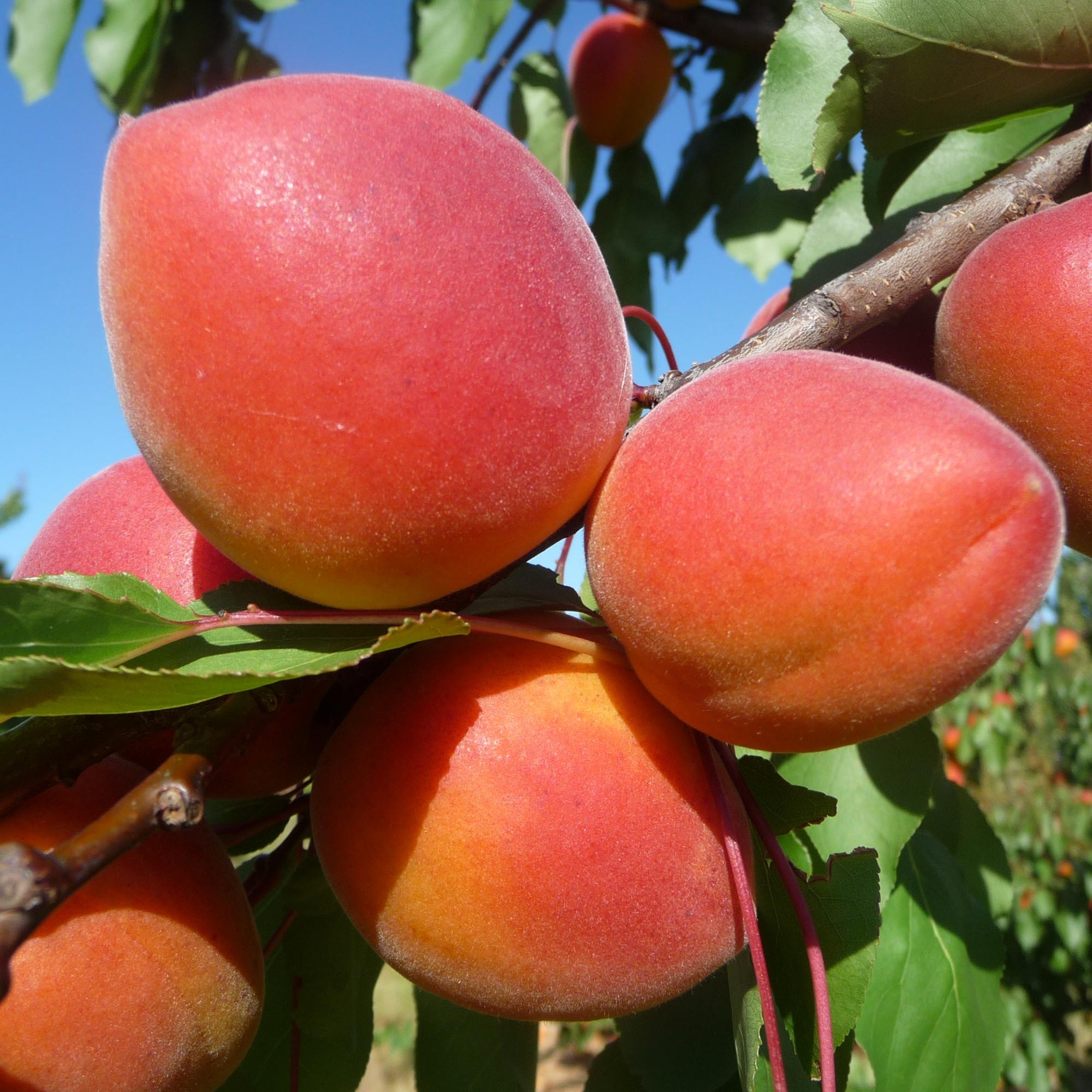 Apricots cep innovation, Innovative farming techniques, Sustainable agriculture, Tasty and nutritious, 2000x2000 HD Phone