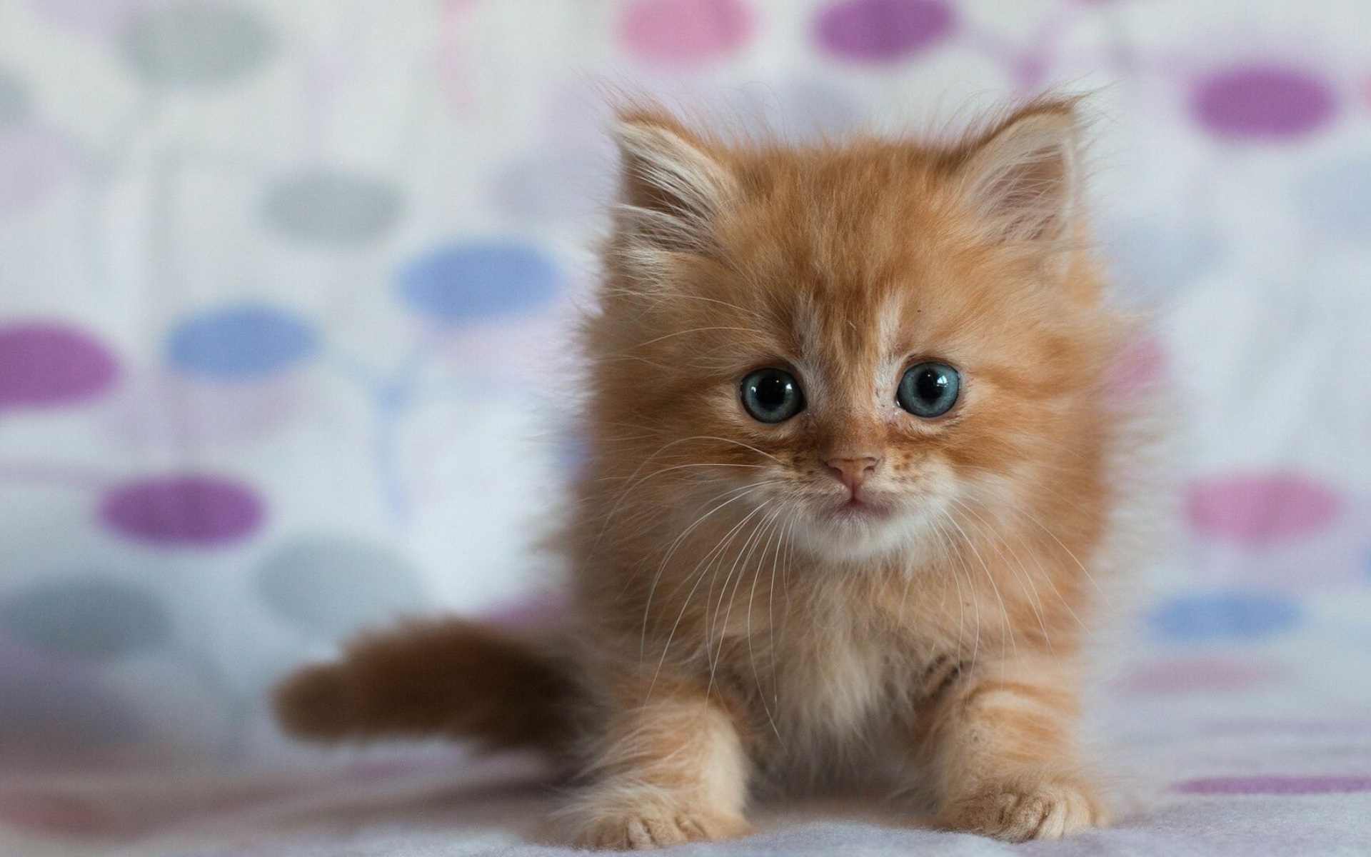 Ginger kitten, Radiant fur, Stunning beauty, Adorable mischief, 1920x1200 HD Desktop