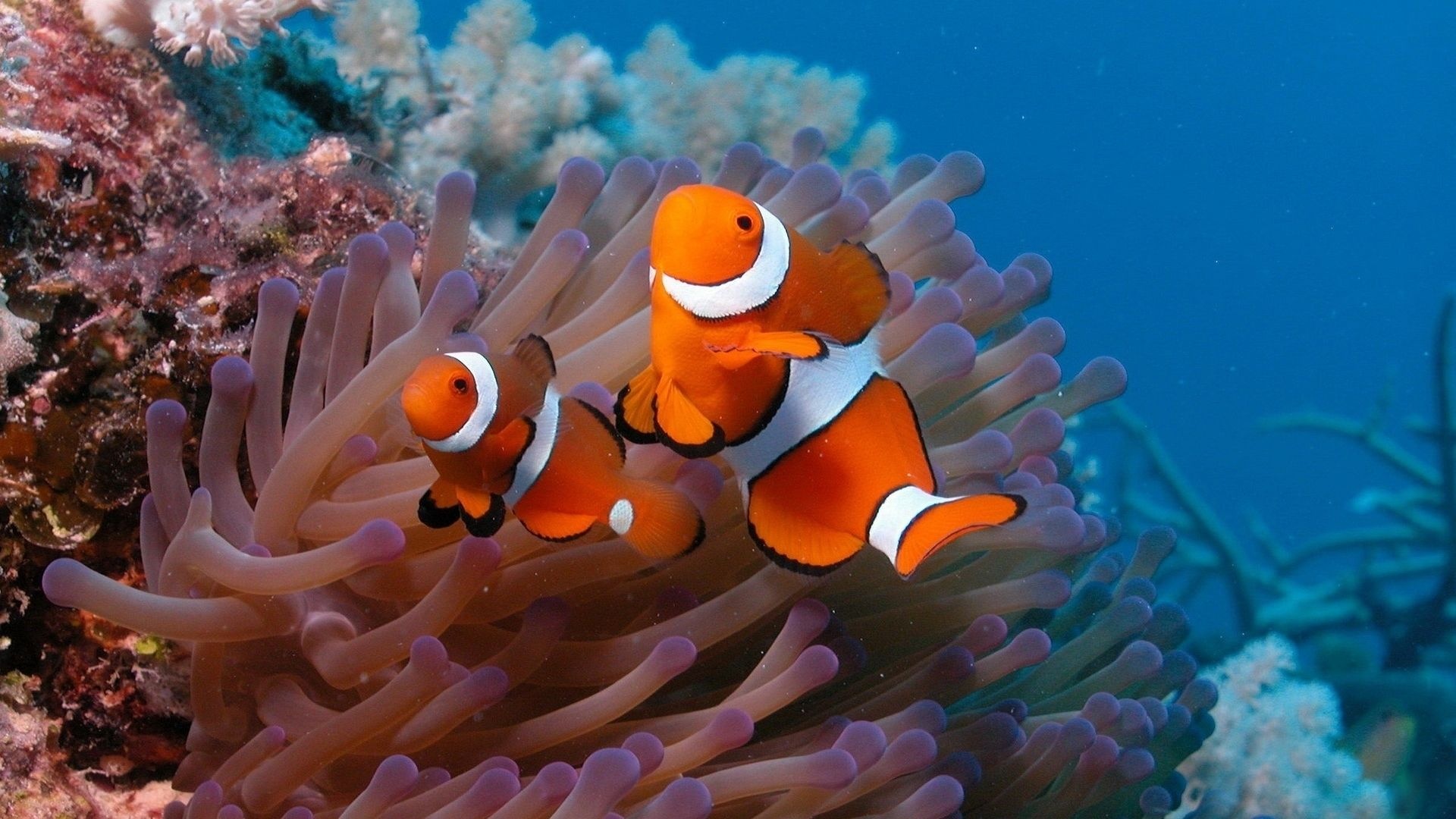 Clown Fish, Underwater fish wallpapers, Aquatic life, Oceanic exploration, 1920x1080 Full HD Desktop