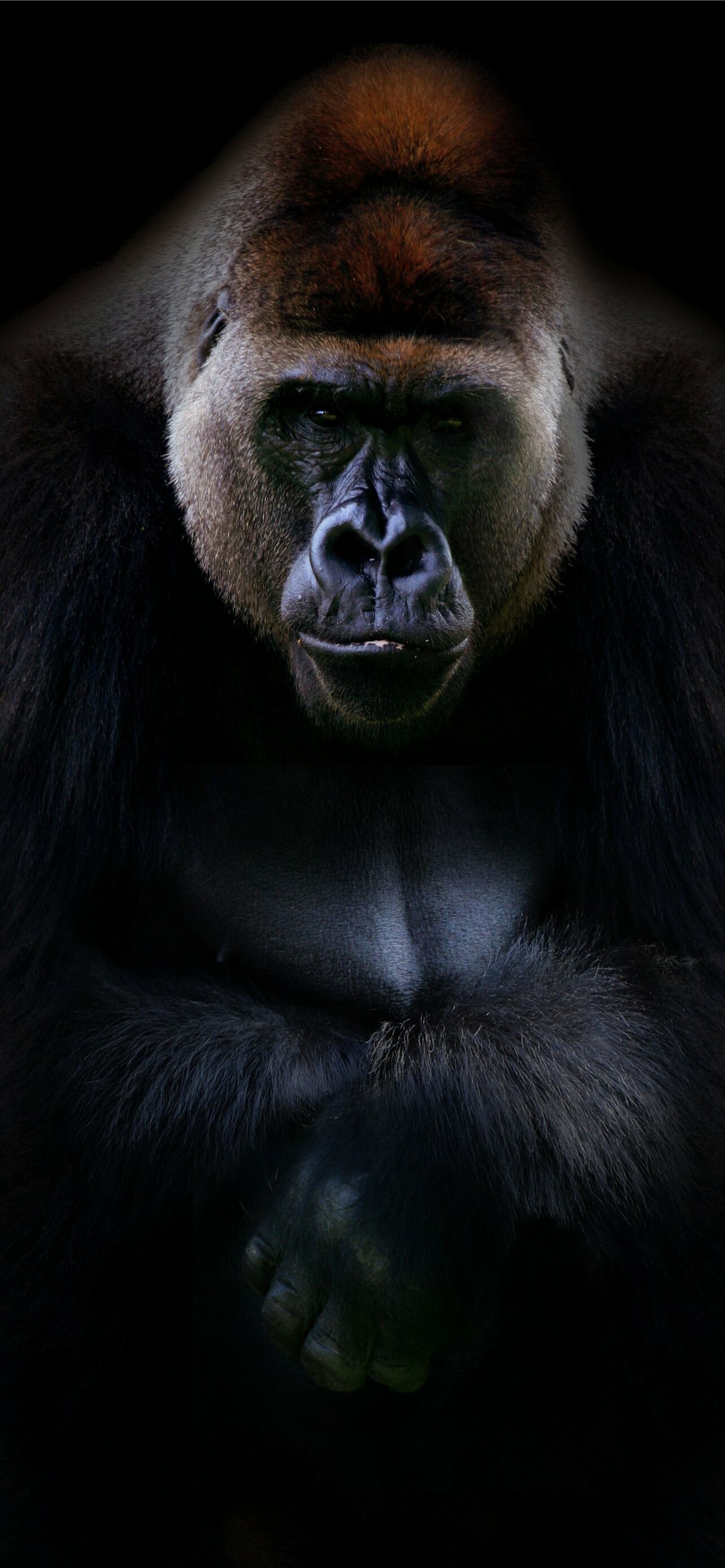 Silverback gorilla, Majestic and powerful, Free download, Close-up portrait, 1290x2780 HD Phone