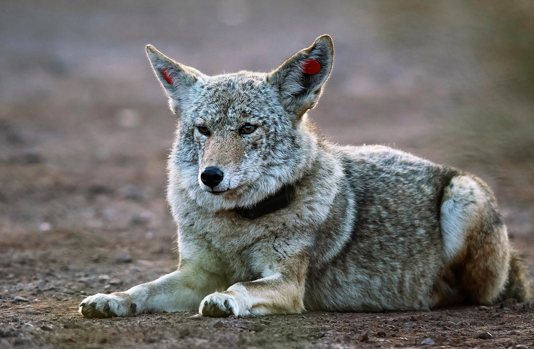 Coyote, East Bay menace, Multiple attacks, Coyote encounters, 2050x1340 HD Desktop