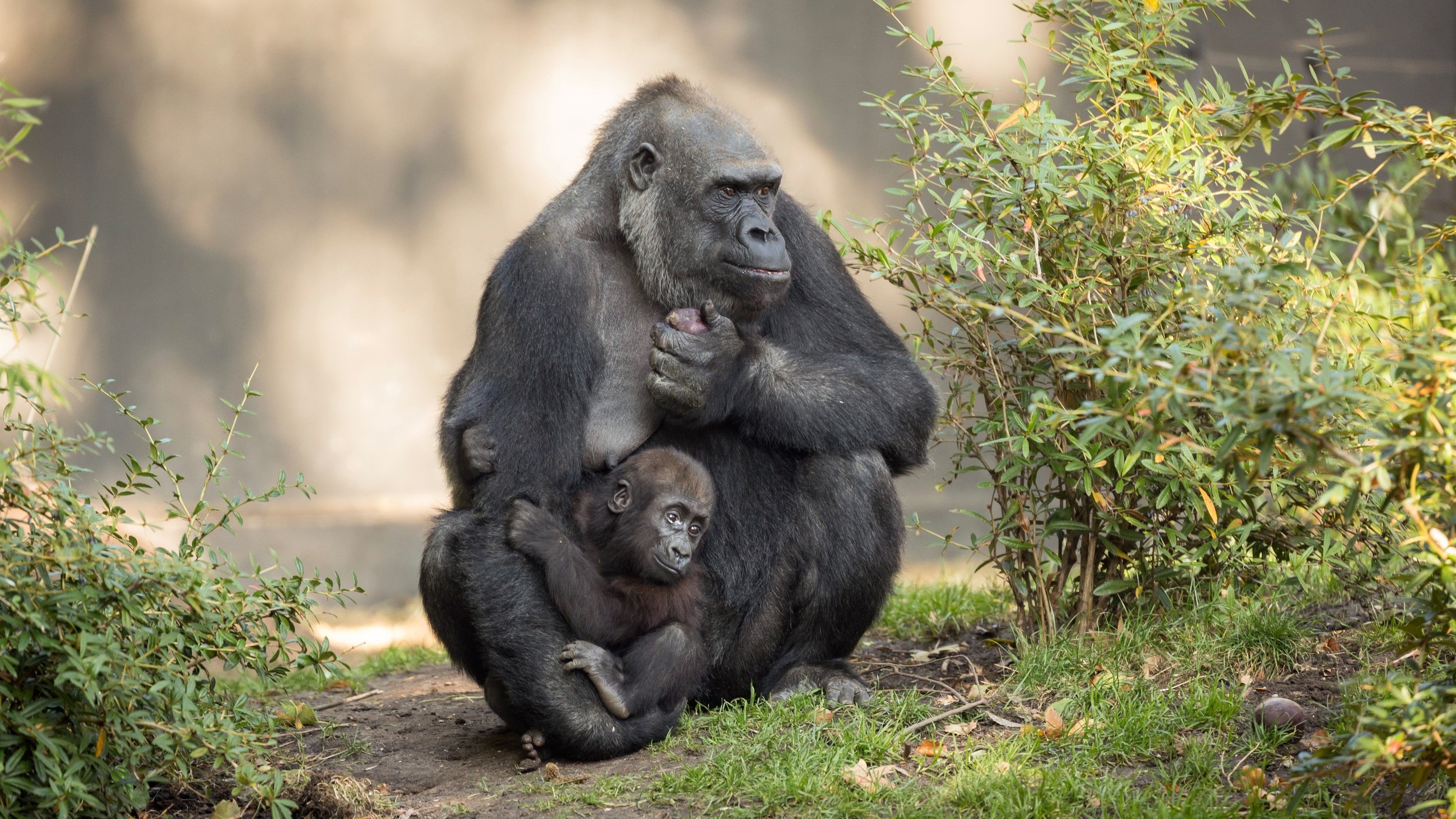 Gorilla family, playful cub, Bokeh effect, Wildlife photography, 3840x2160 4K Desktop