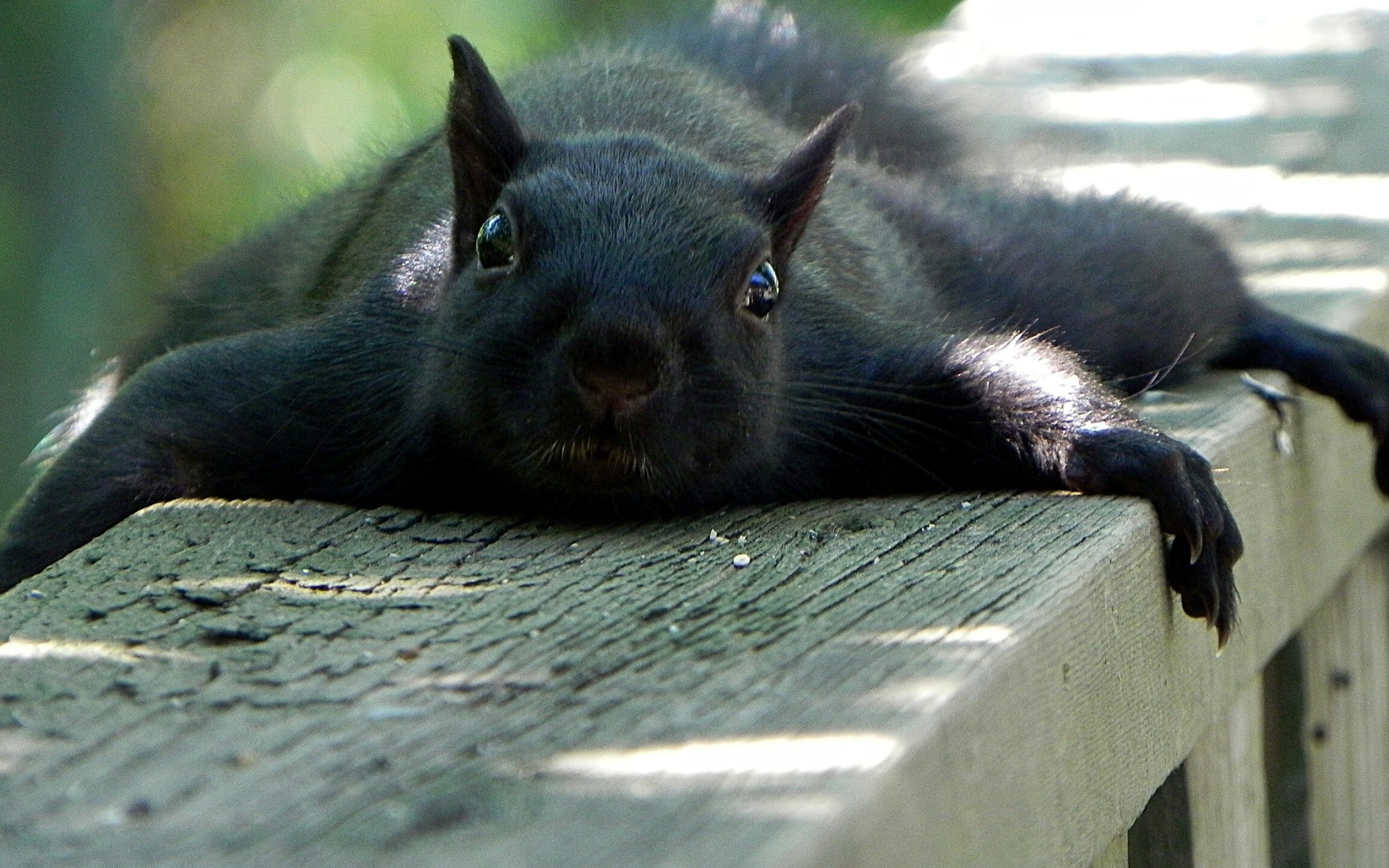 Black flying squirrel, Squirrels Wallpaper, 2560x1600 HD Desktop