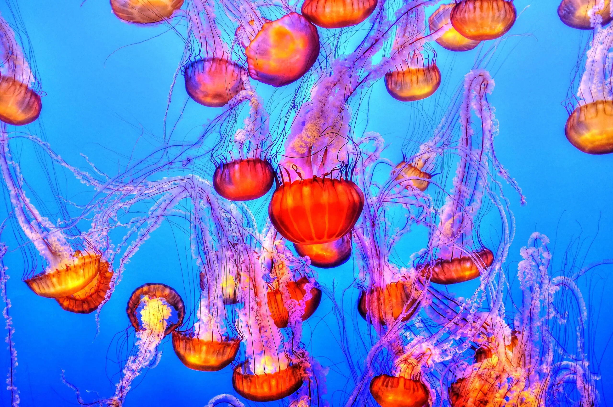 Treating jellyfish stings, Popular Science advice, Proven remedies, Correcting misconceptions, 2560x1700 HD Desktop