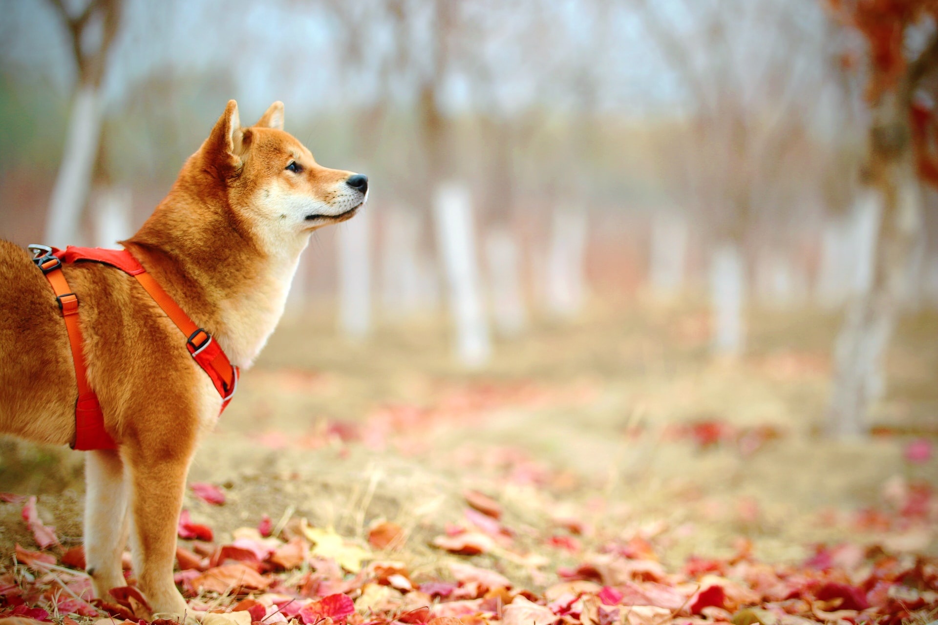 Hokkaido Dog, Leash squad, Another dog walk, 1920x1280 HD Desktop