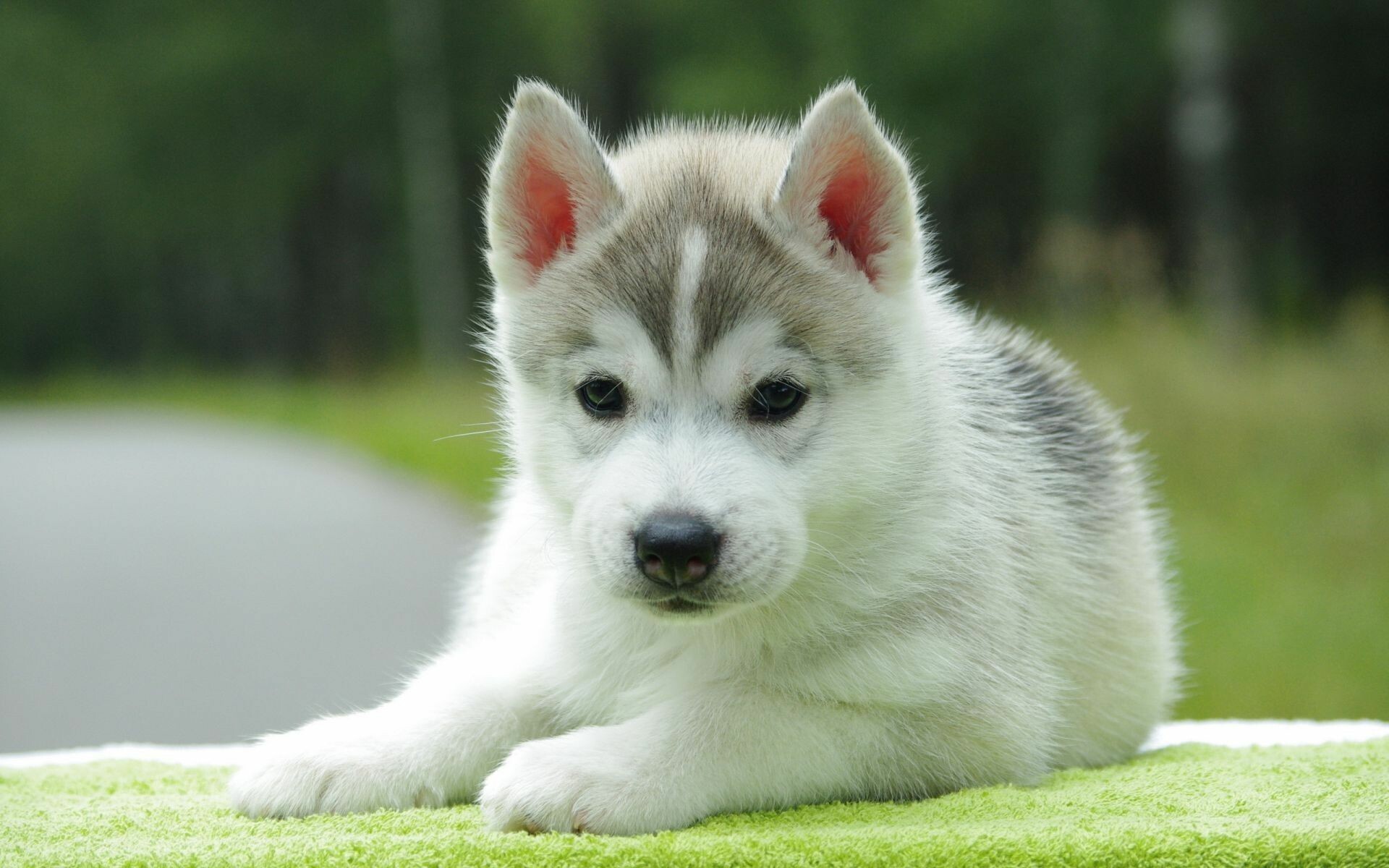 Dog, HD wallpaper, Eye-catching, Perfect for desktop, 1920x1200 HD Desktop