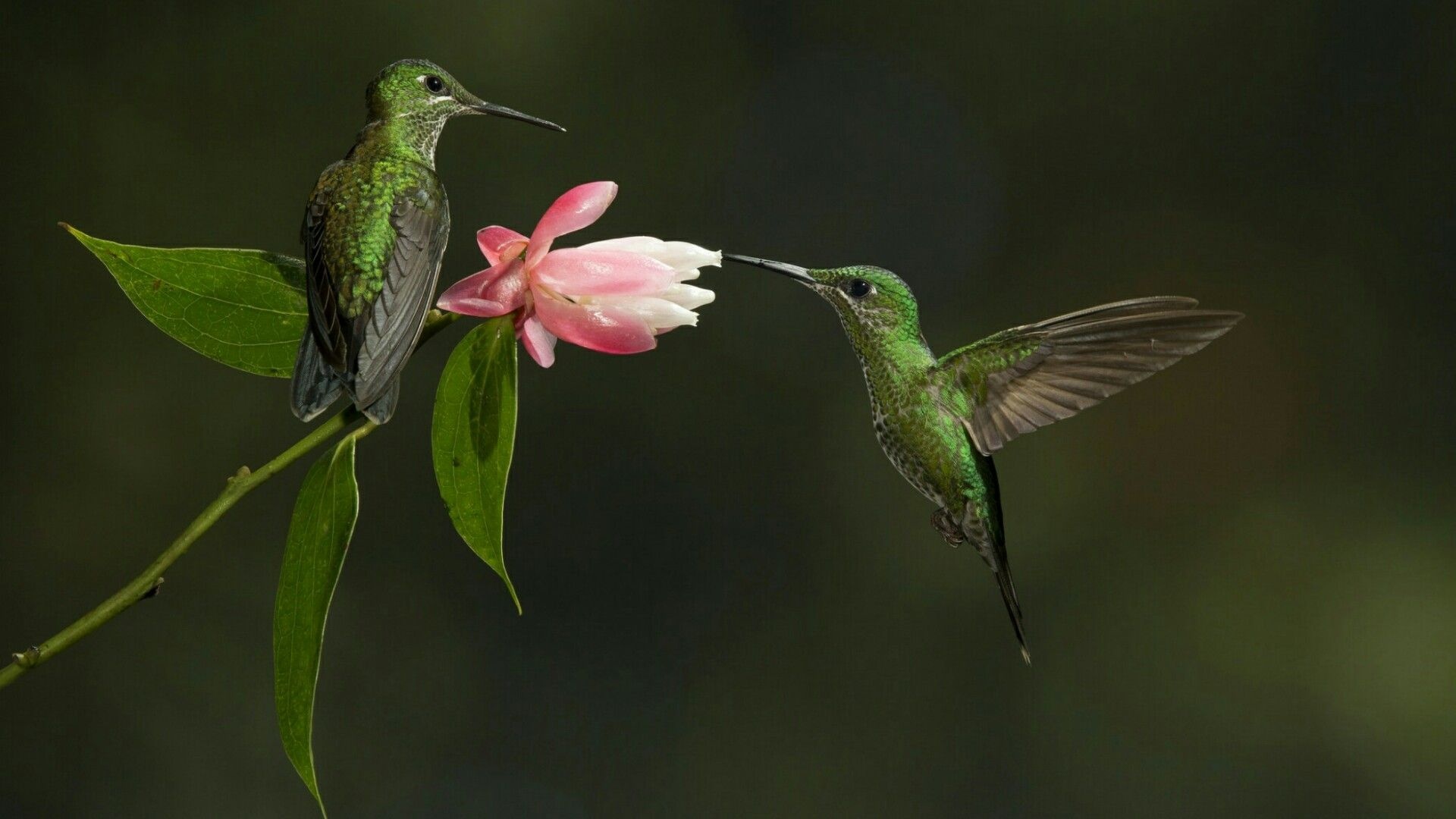 Hummingbird, Cool wallpapers, 1920x1080 Full HD Desktop