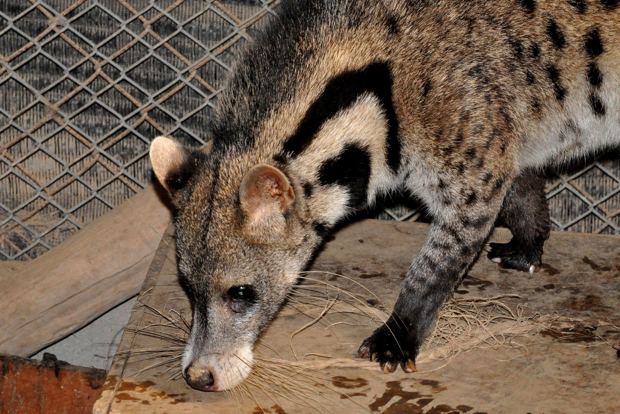 Large spotted civet, Viverra megaspila, 2100x1410 HD Desktop