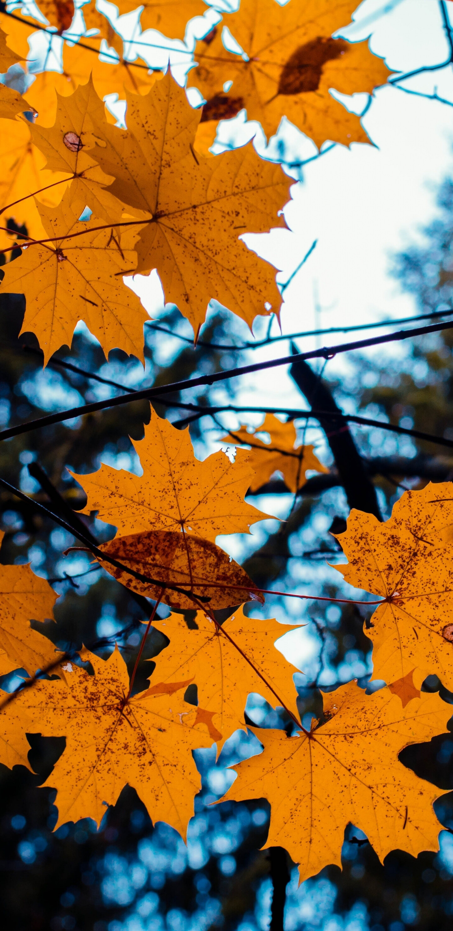 Maple leaves, Yellow tree, Autumn wallpaper, Samsung Galaxy S8, 1440x2960 HD Phone