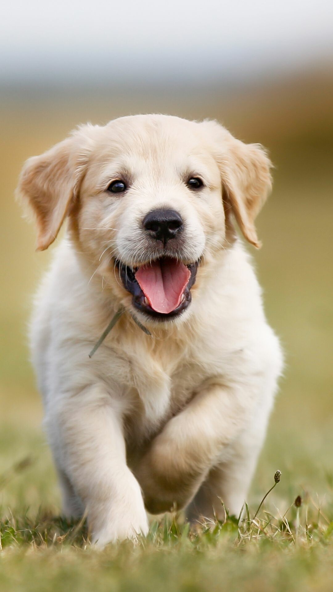 Golden retriever puppies, Cute and cuddly, Furry friends, Happy moments, 1080x1920 Full HD Phone