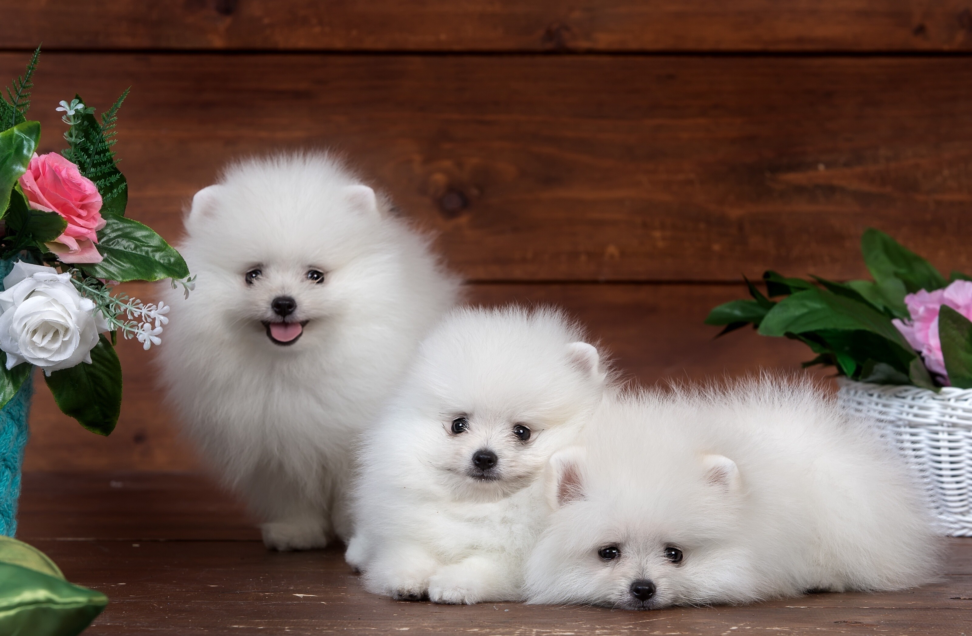 Siblings, Pomeranians Wallpaper, 3200x2100 HD Desktop