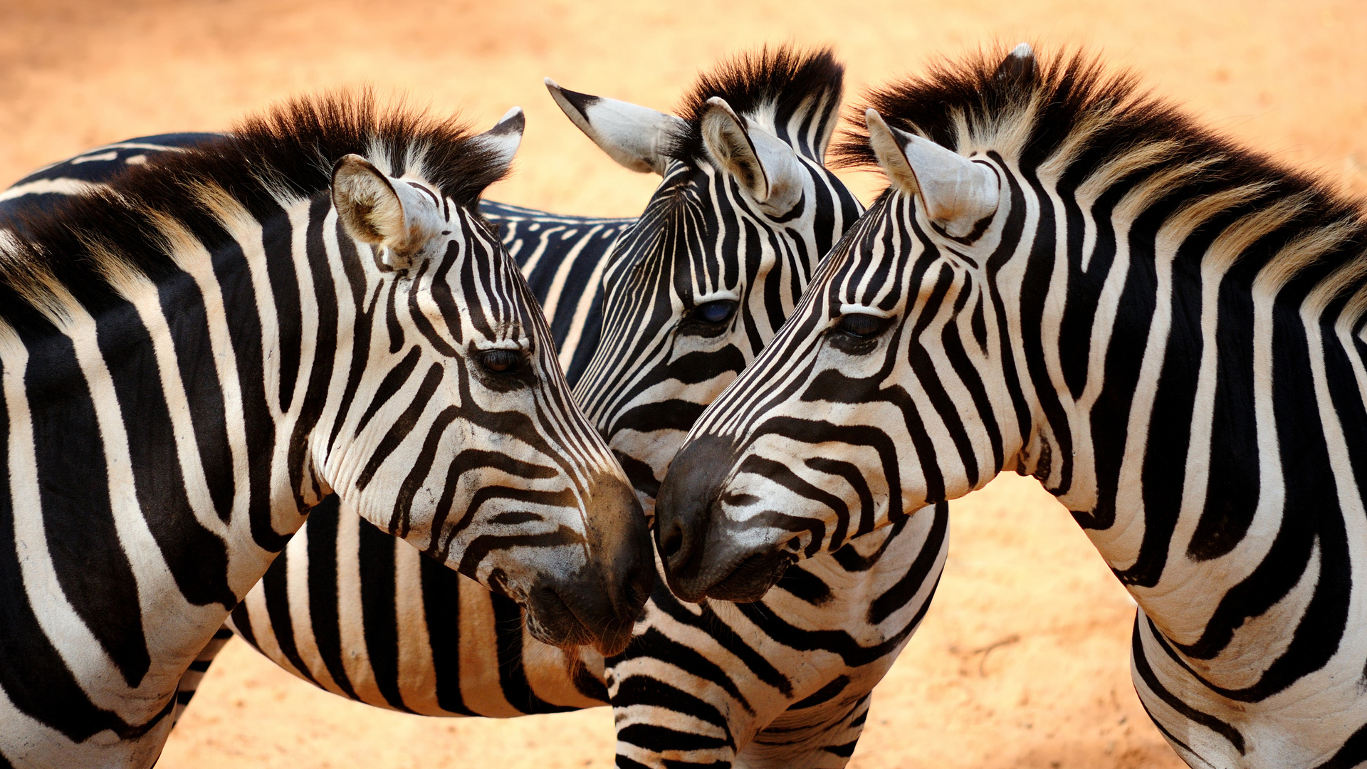 Close-up zebra animal, Animal-themed wallpaper, Captivating animal eyes, Detailed zebra imagery, 1920x1080 Full HD Desktop