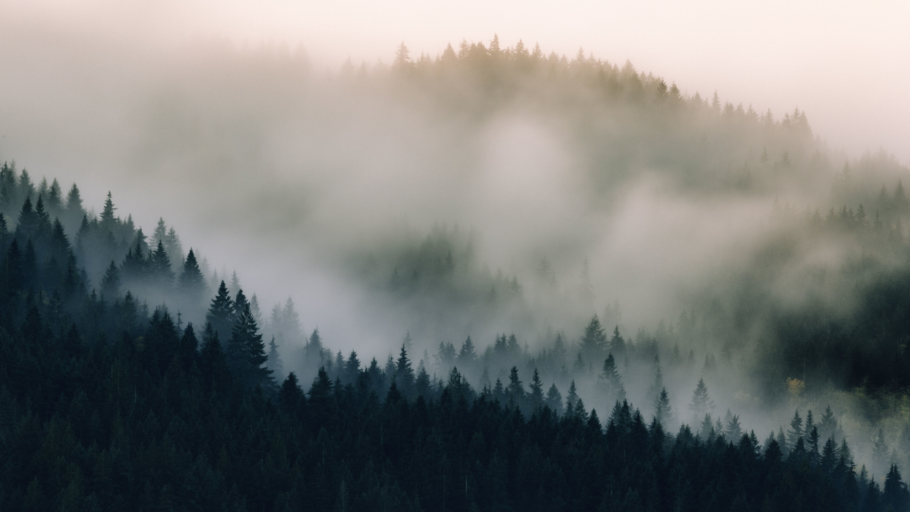 Fog, Pine Trees Wallpaper, 3840x2160 4K Desktop