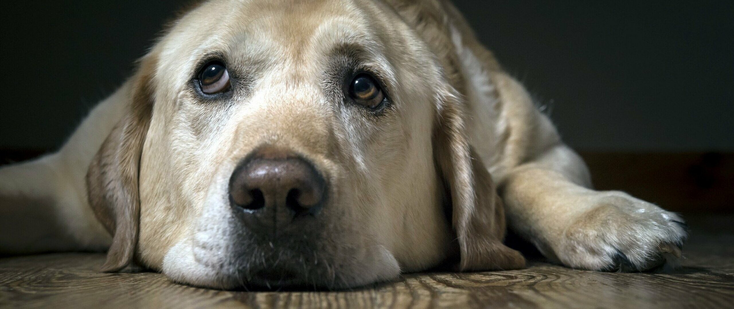 Labrador in HD, Brilliant 4K wallpapers, Stunning imagery, Emotionally captivating, 2560x1080 Dual Screen Desktop