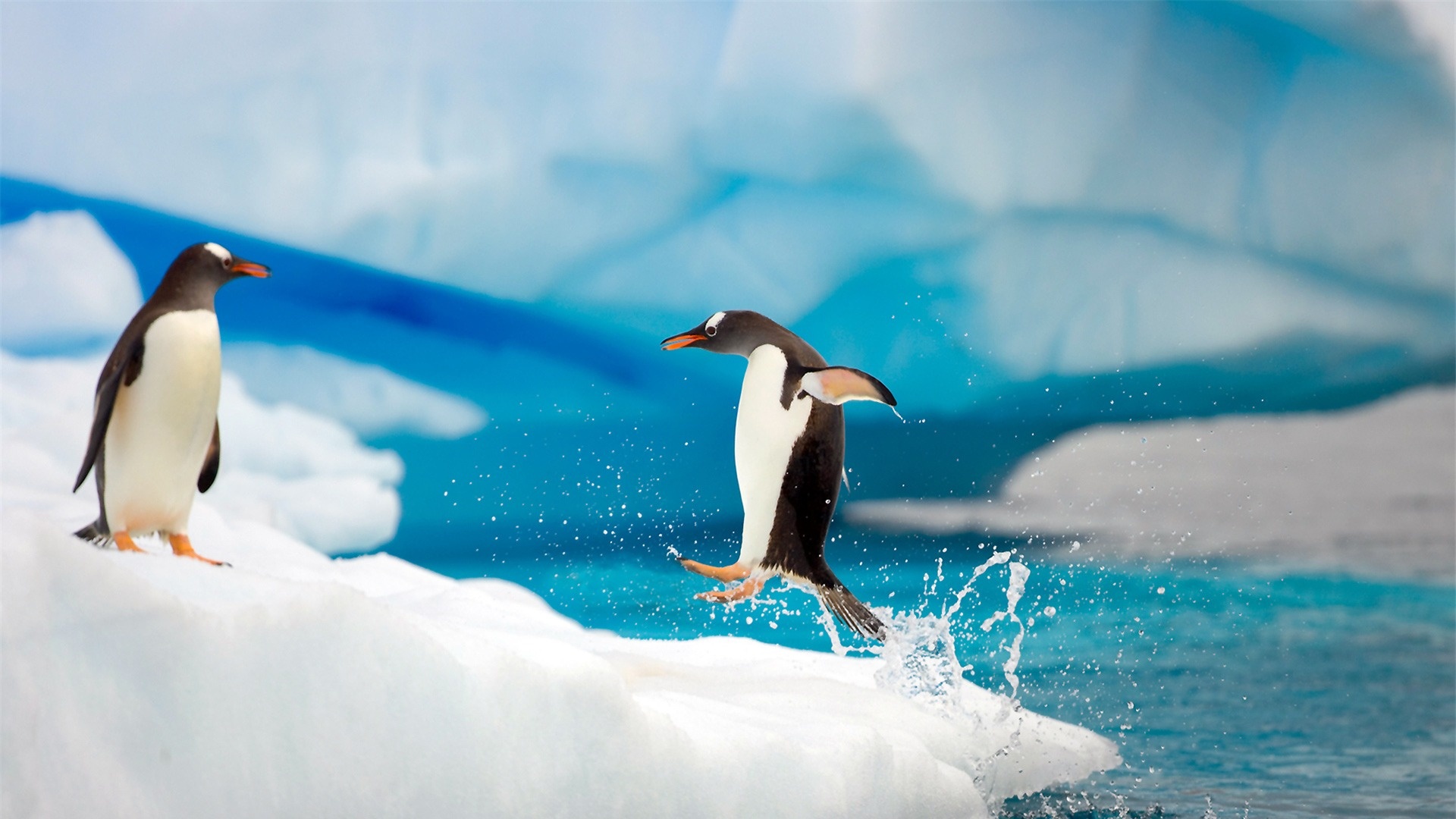 Antarctic continent, Penguin paradise, Kde store, Penguin exploration, 1920x1080 Full HD Desktop