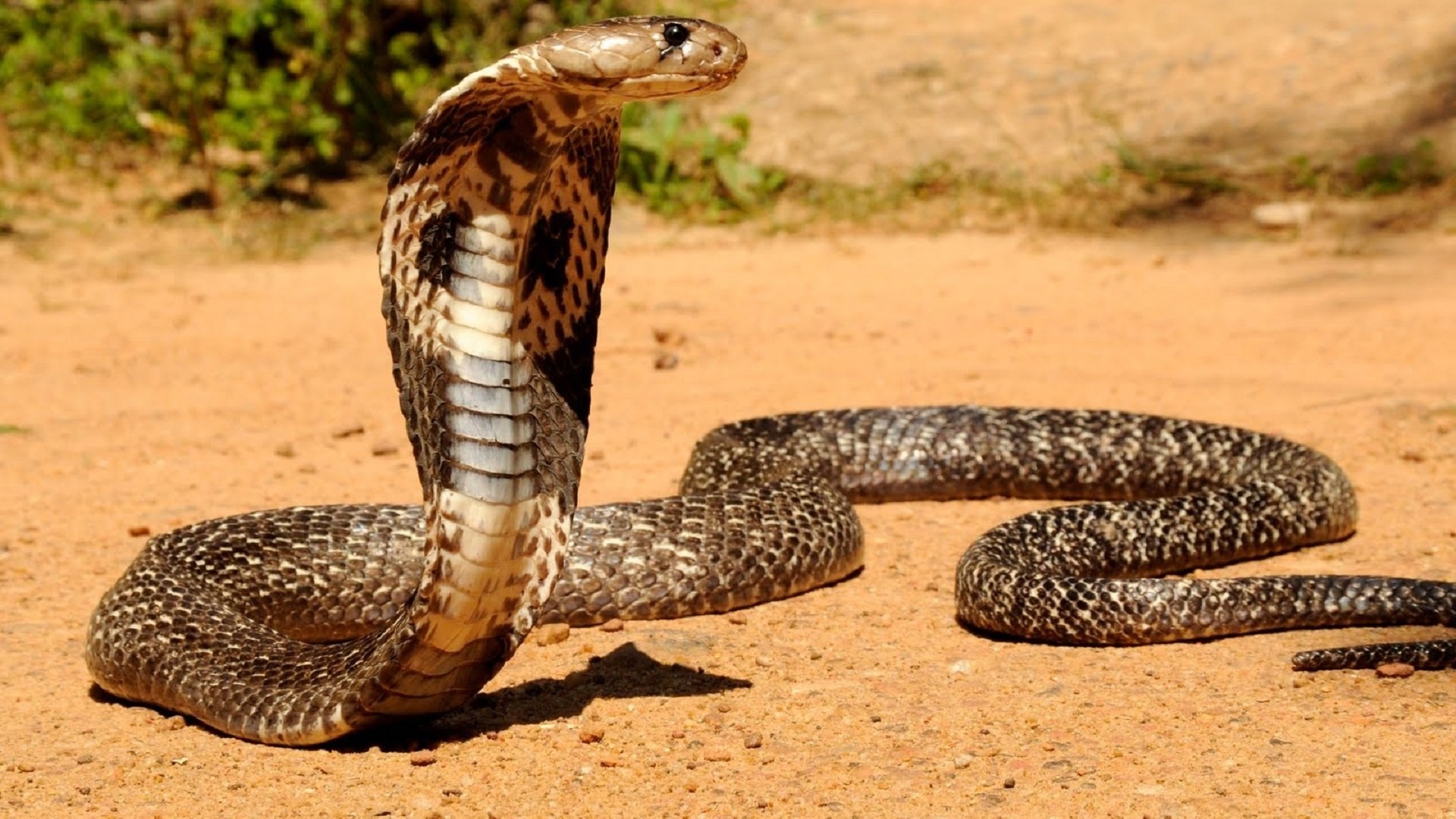 Regal King Cobra, Majestic reptile beauty, 4K wallpapers, Nature's grandeur, 1920x1080 Full HD Desktop