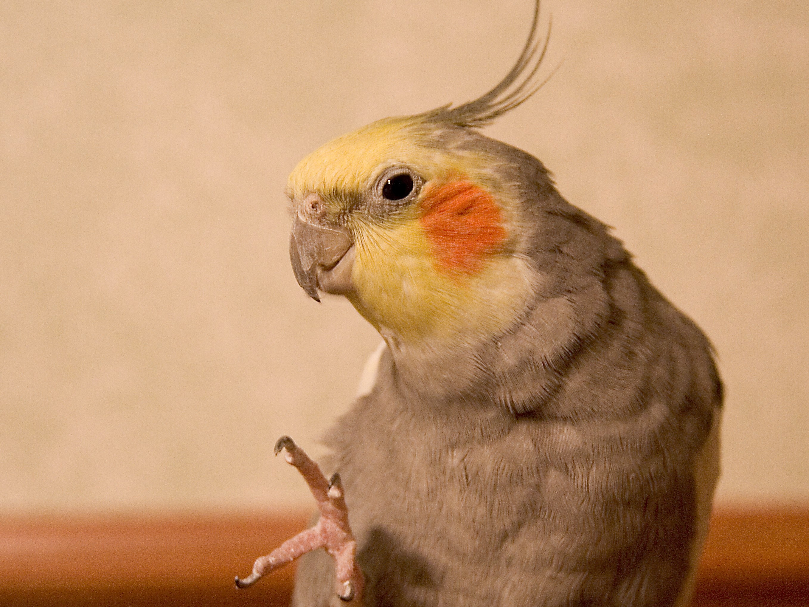 High-definition cockatiel wallpaper, Detailed bird images, Stunning plumage, Feathered beauty, 2720x2040 HD Desktop