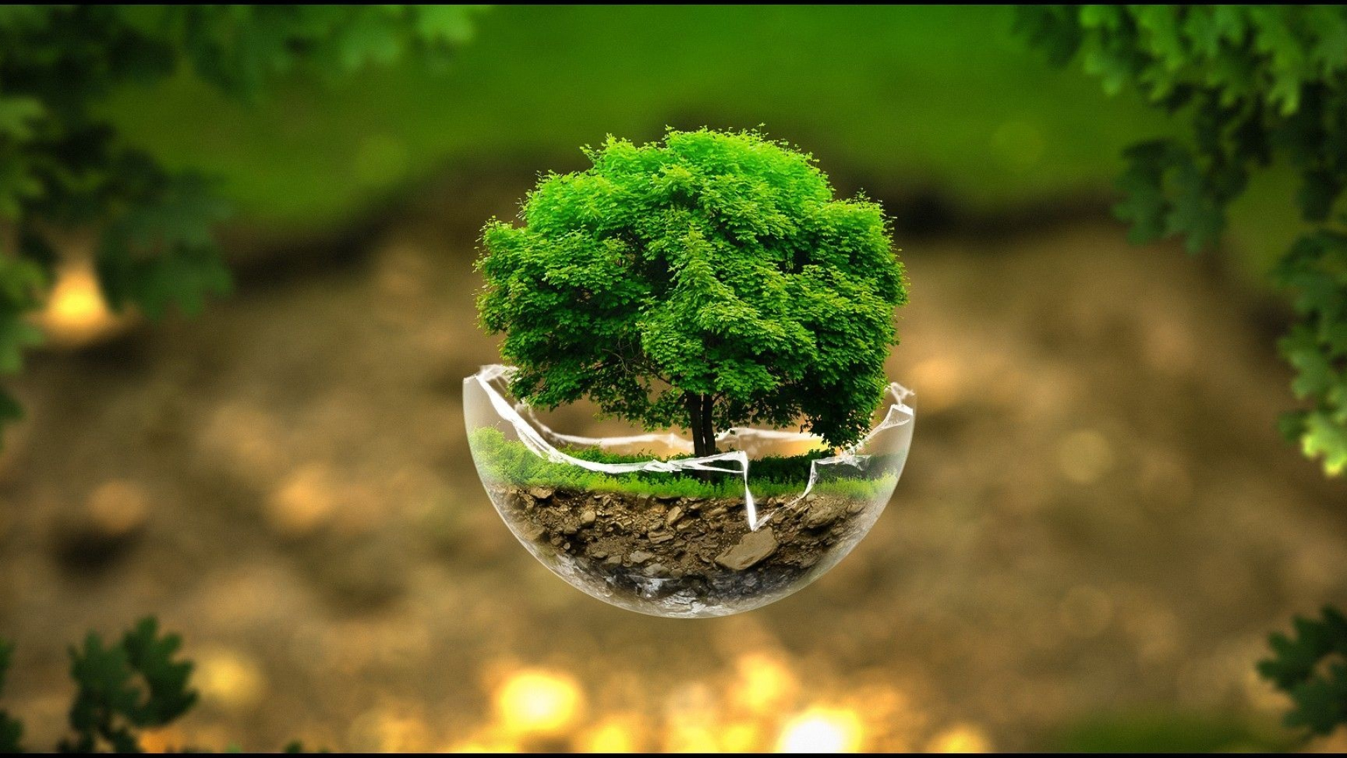 miniature leafy tree, cracked glass bowl, defocused forest bokeh, Full HD Desktop wallpaper