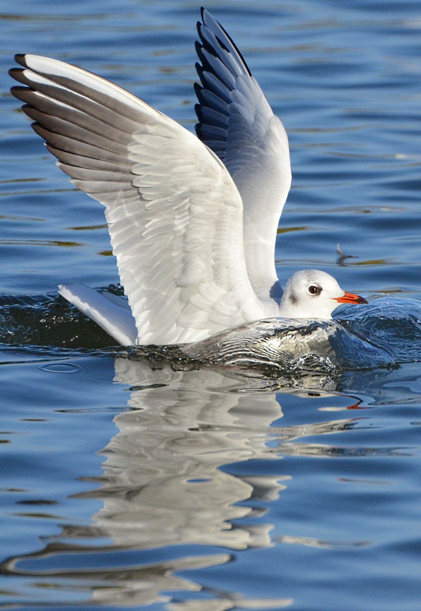 Seagull, Pet, Birds, Coastal, 1420x2050 HD Phone