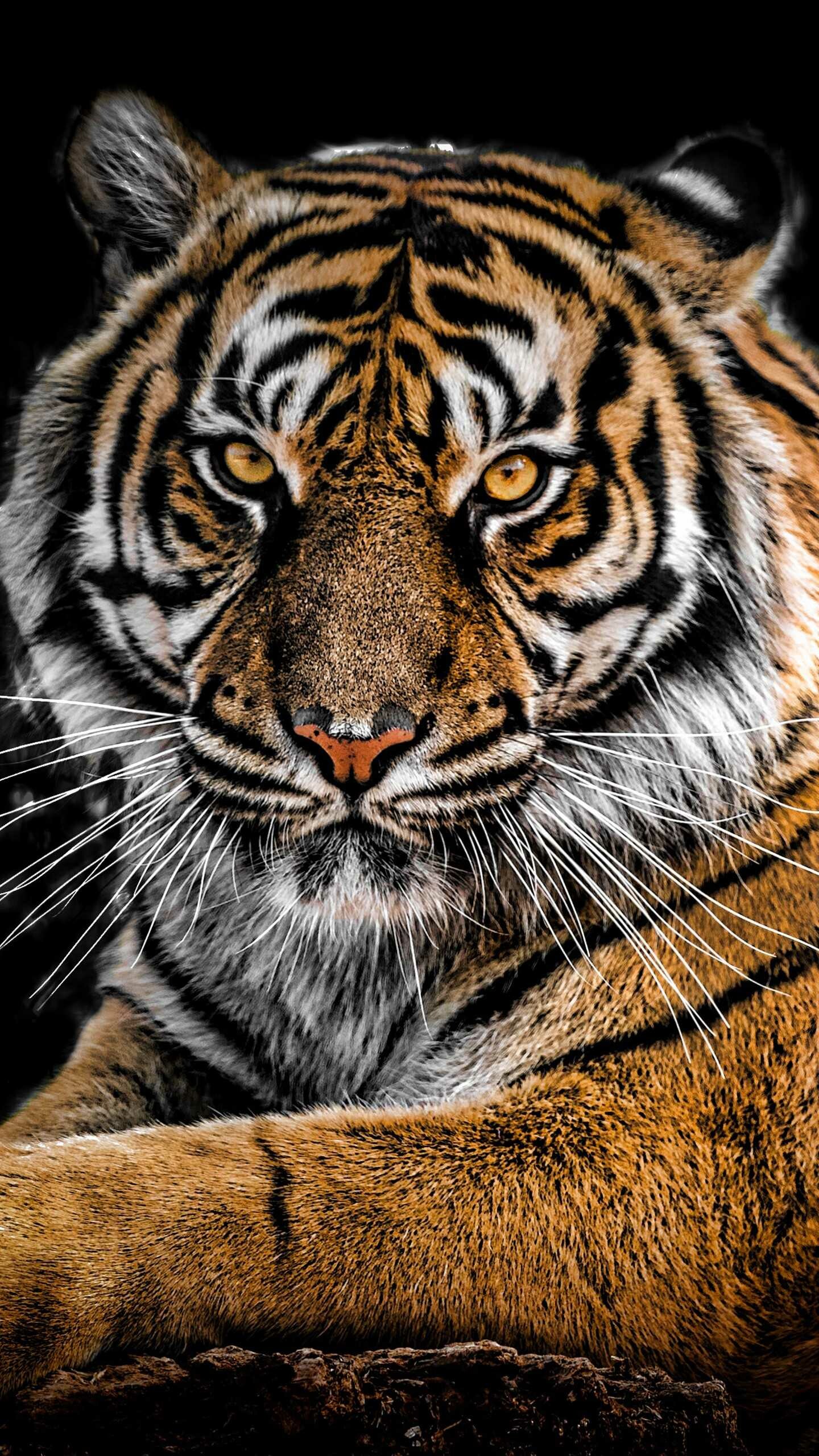 Tiger background, Exquisite wallpaper, Captivating presence, Enigmatic charm, 1440x2560 HD Phone