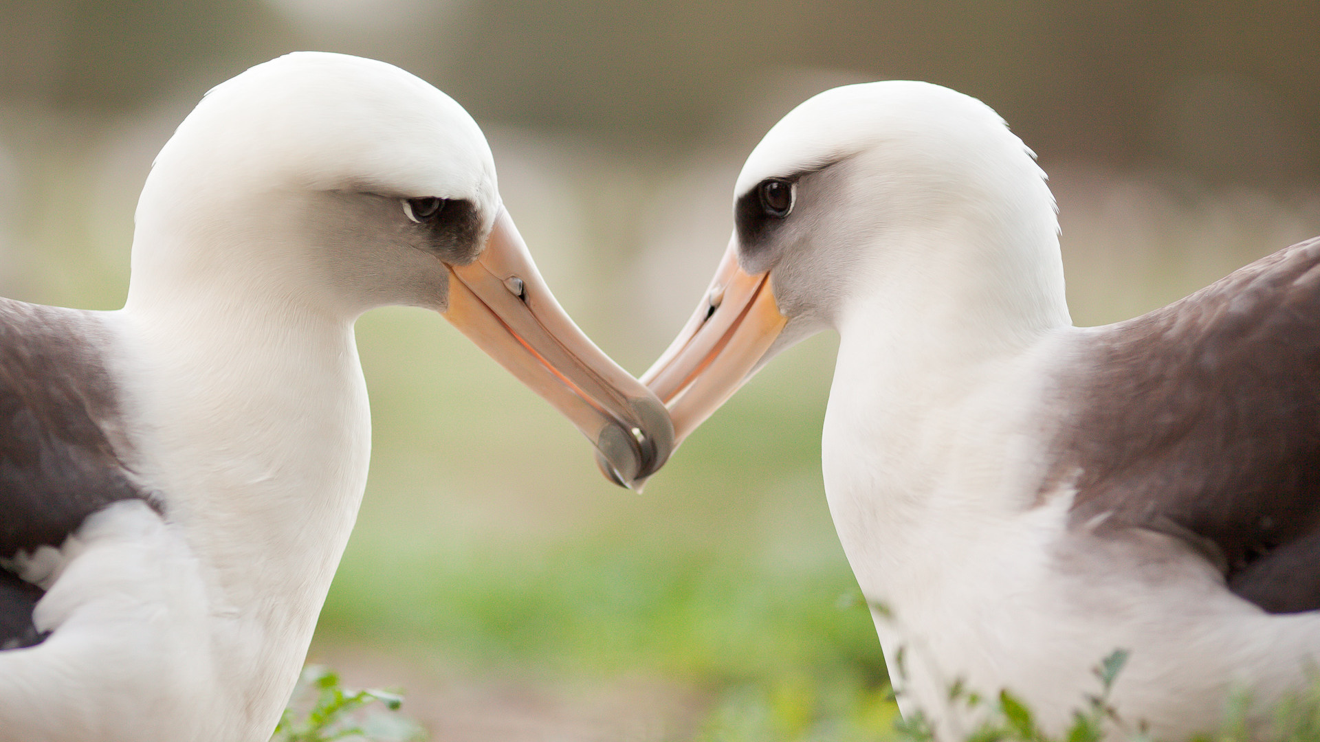 Close-up albatross, Unique beak structure, Captivating bird portrait, Wildlife wonder, 1920x1080 Full HD Desktop