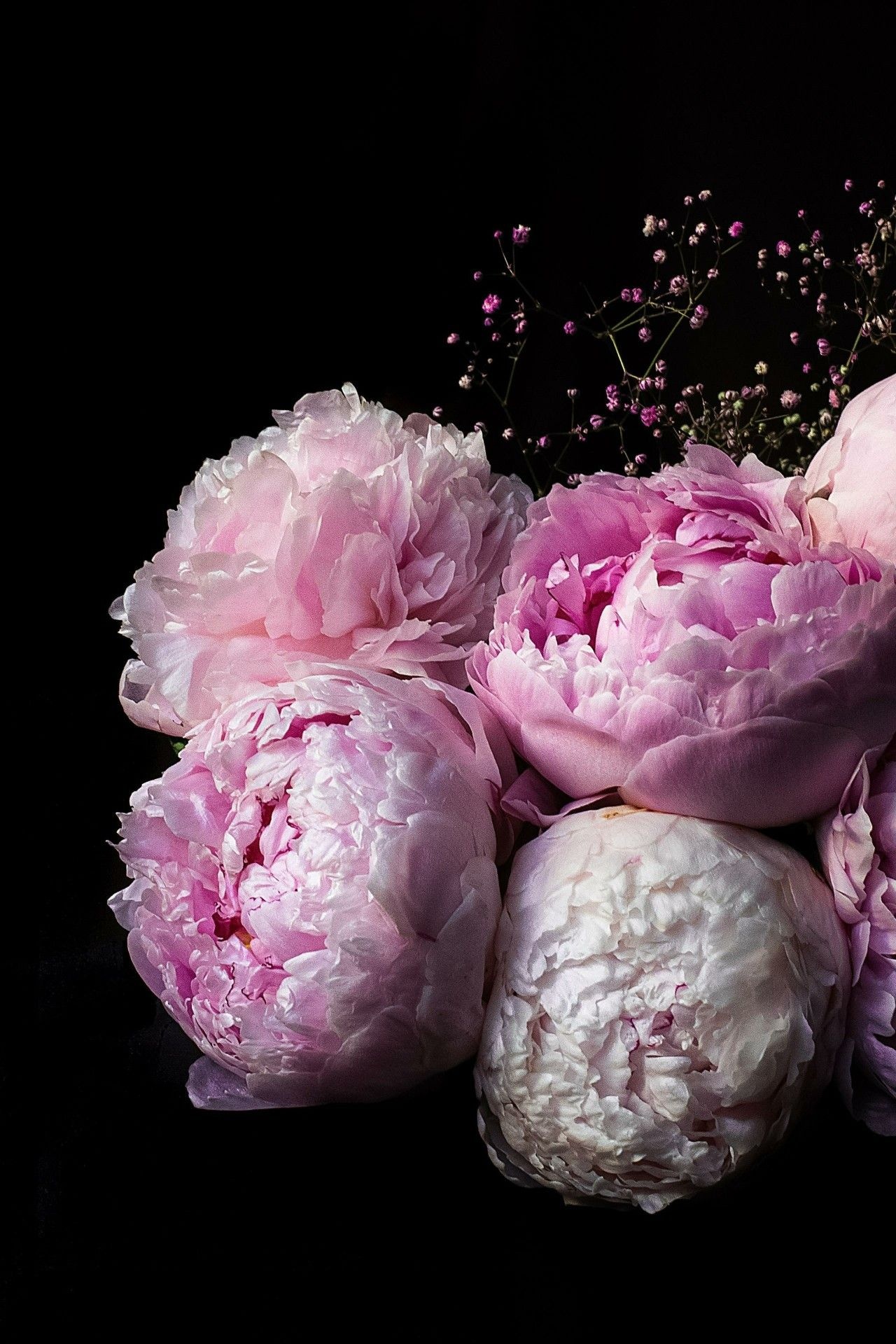 Pink peony cluster, White peony bloom, Pink baby's breath sprigs, Black background, HD Phone wallpaper