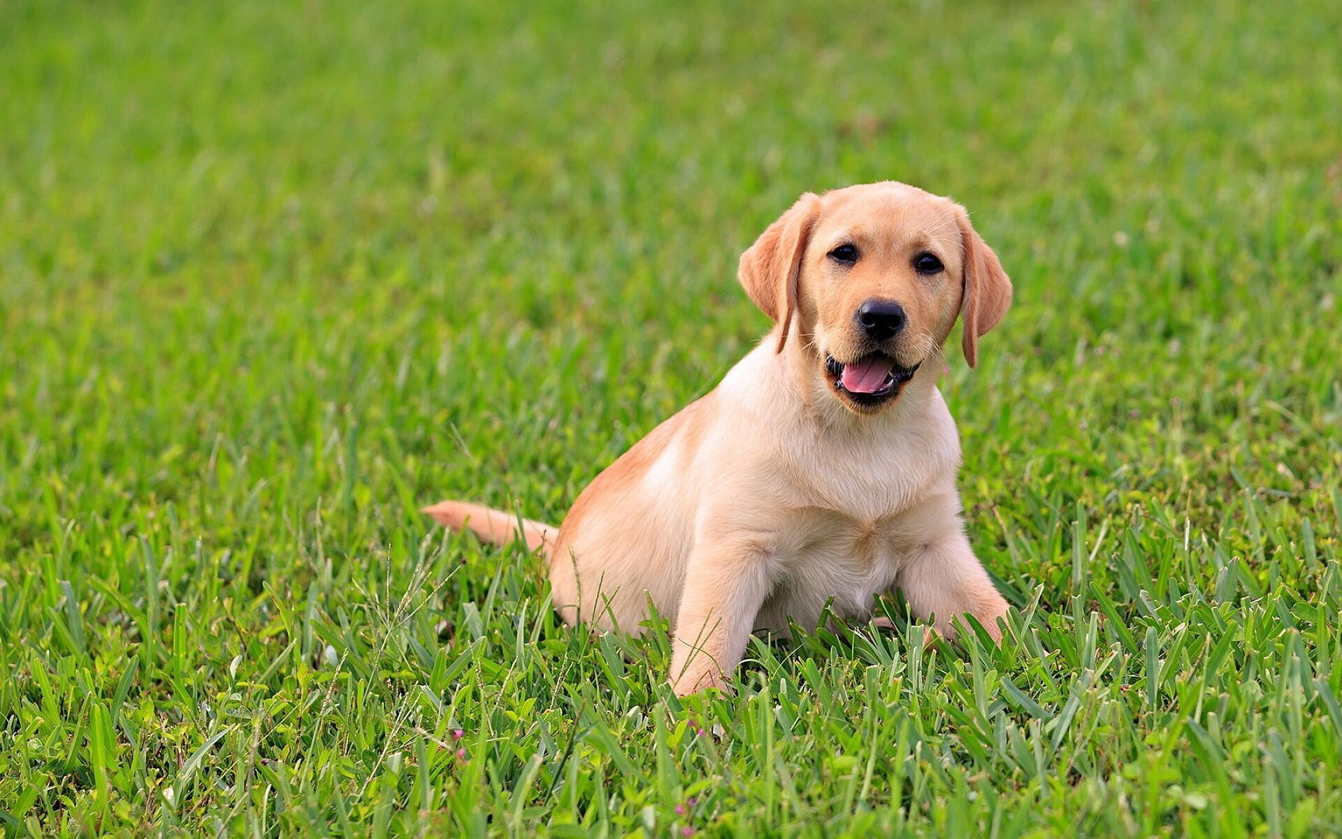 Adorable labrador wallpaper, Cute and cuddly, Heartwarming charm, Perfection in pixels, 1920x1200 HD Desktop