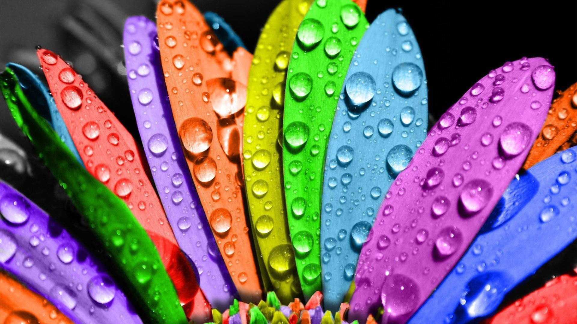 Rainbow petals, Cute Computer Wallpaper, 1920x1080 Full HD Desktop