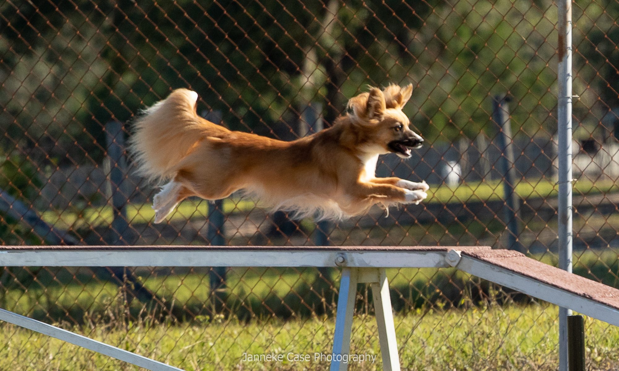 Pals and Paws Agility Club, Dog Sports Wallpaper, 2000x1200 HD Desktop