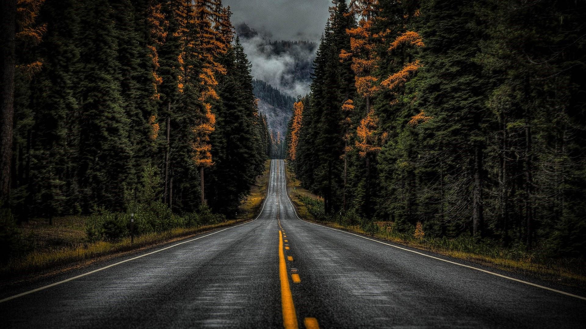 straight wet asphalt road, dense autumn pine forest, misty mountain ridge, Full HD Desktop wallpaper