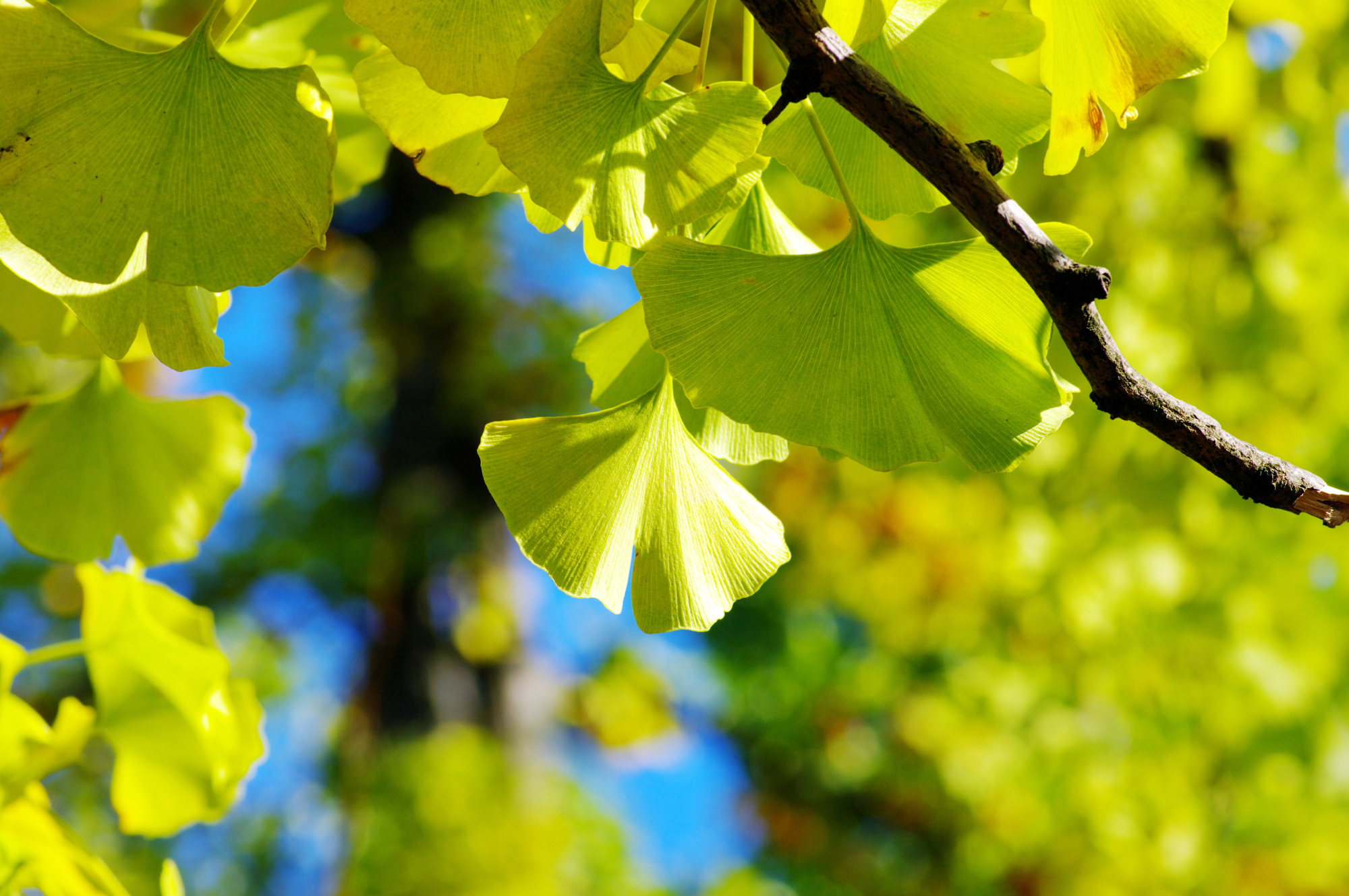 Ginkgo Biloba, Memory booster, Herbal tea recipe, Cognitive support, 2000x1330 HD Desktop
