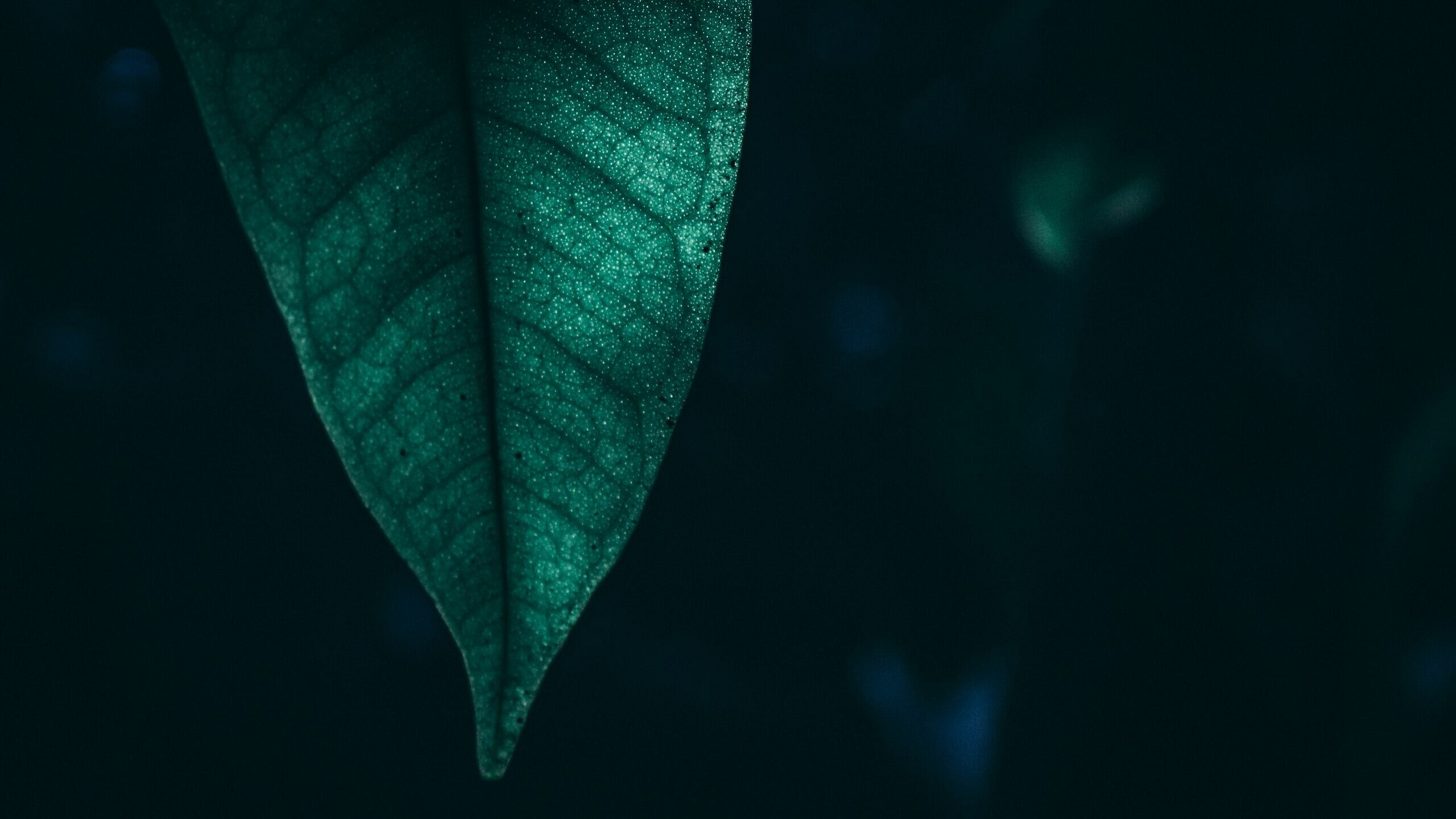 Green leaf macro, 1440p resolution, HD wallpapers, 2560x1440 HD Desktop