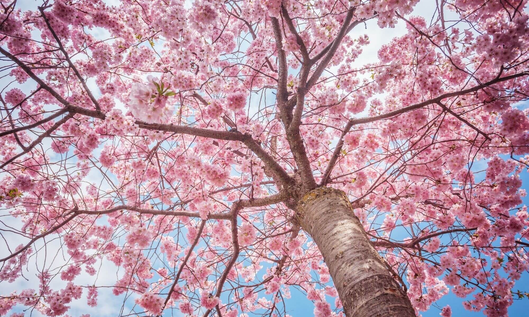 Blooming sakura tree, Pink cherry blossom canopy, Sunlit blue sky, HD Desktop wallpaper