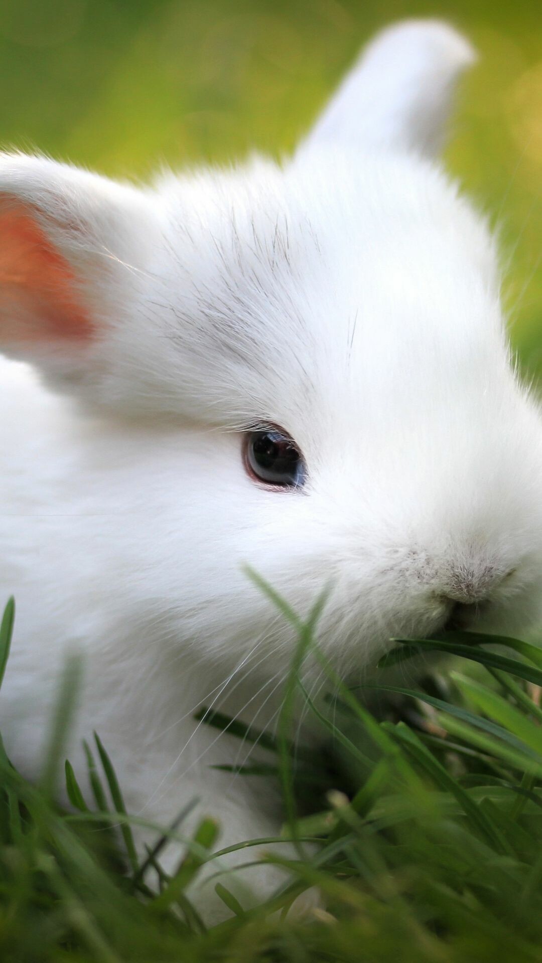 Cute bunny wallpaper, Phone wallpaper download, Bunnies in HD, Sweet and adorable, 1080x1920 Full HD Phone