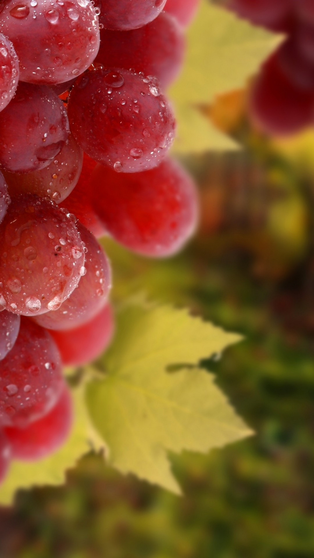 Wet grapes, Dripping leaves, Water droplets, Captivating wallpapers, 1080x1920 Full HD Phone