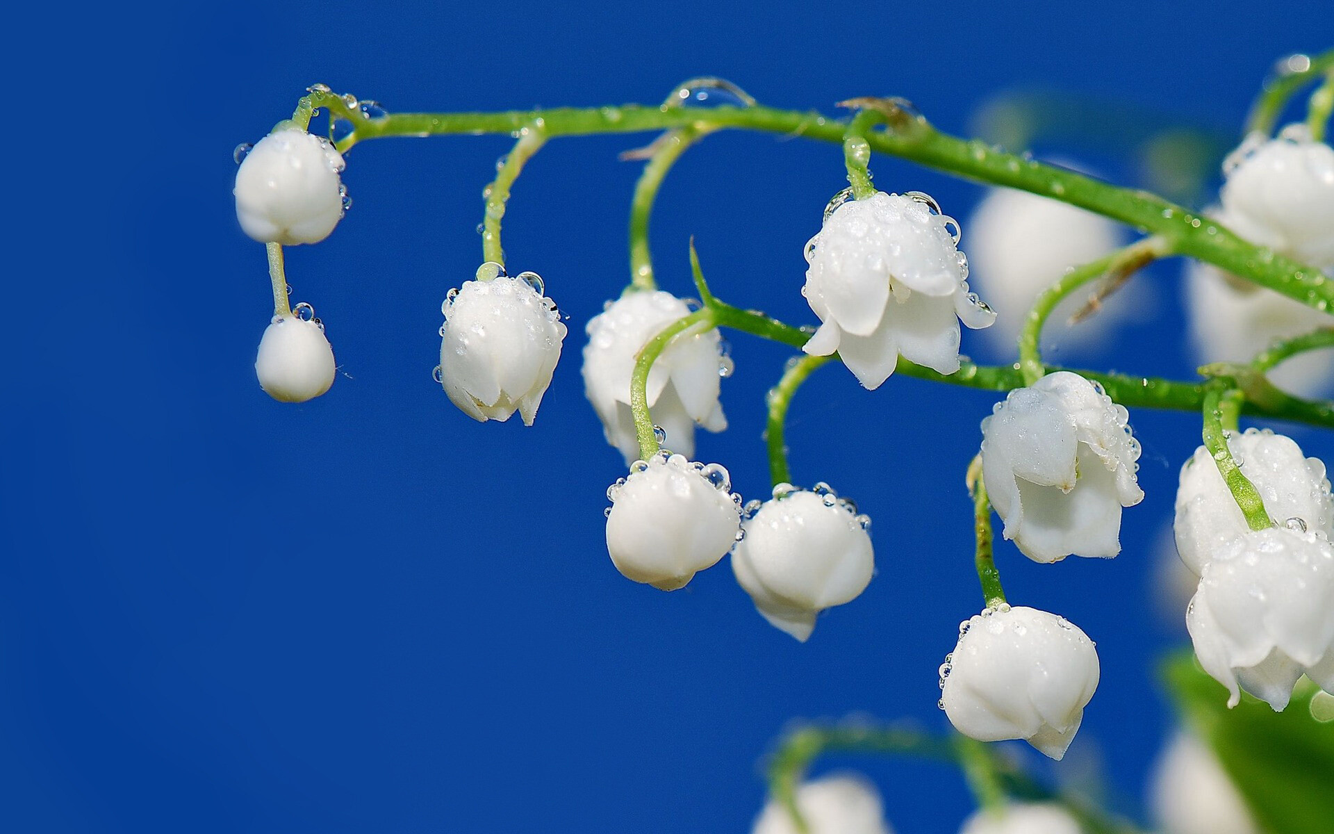 Elegant floral arrangement, Serene white blossoms, Graceful flower bunch, Nature's tranquility, 1920x1200 HD Desktop