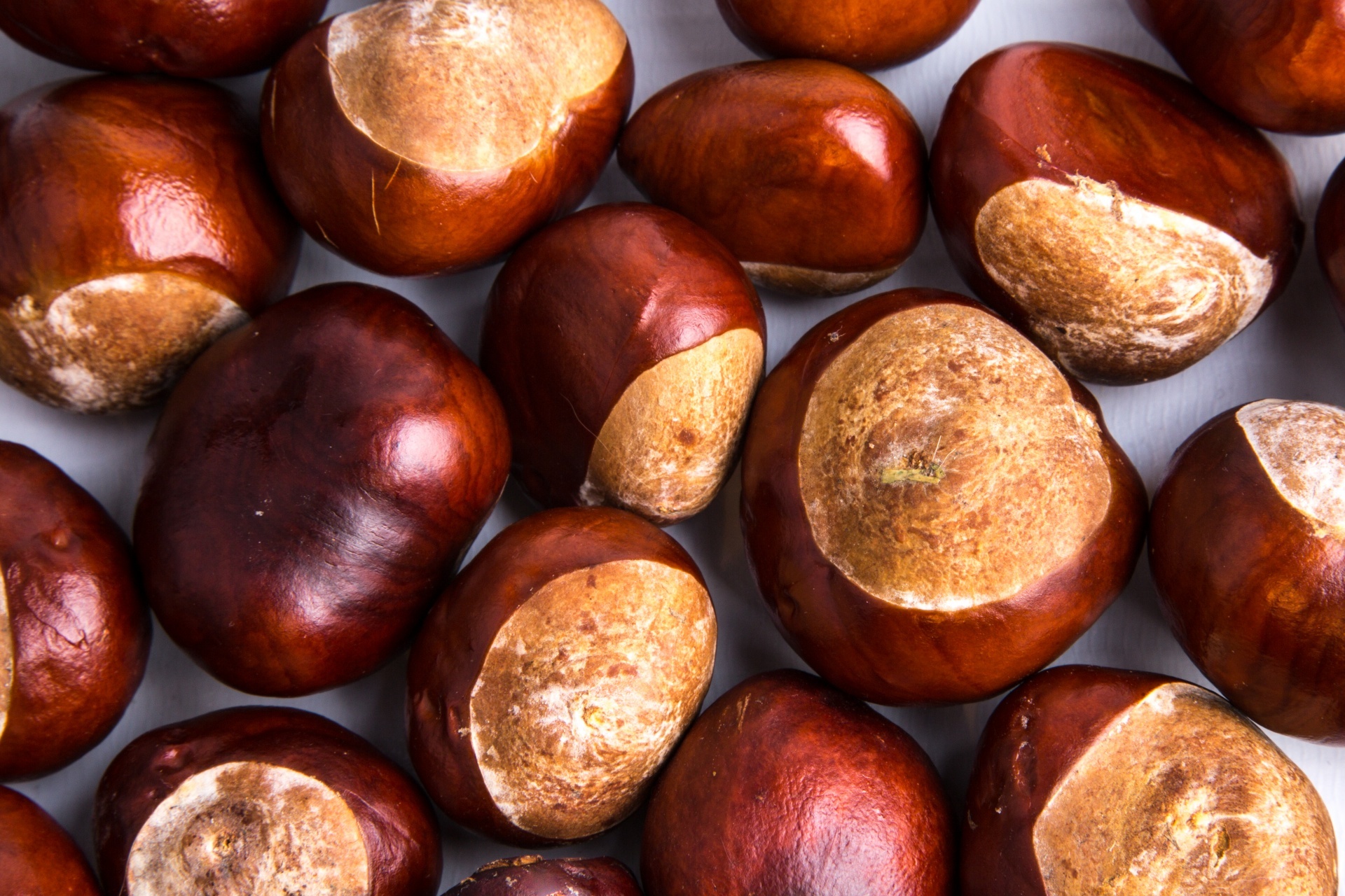 High-quality chestnut wallpapers, Free download, Erofound, Stunning visuals, 1920x1280 HD Desktop