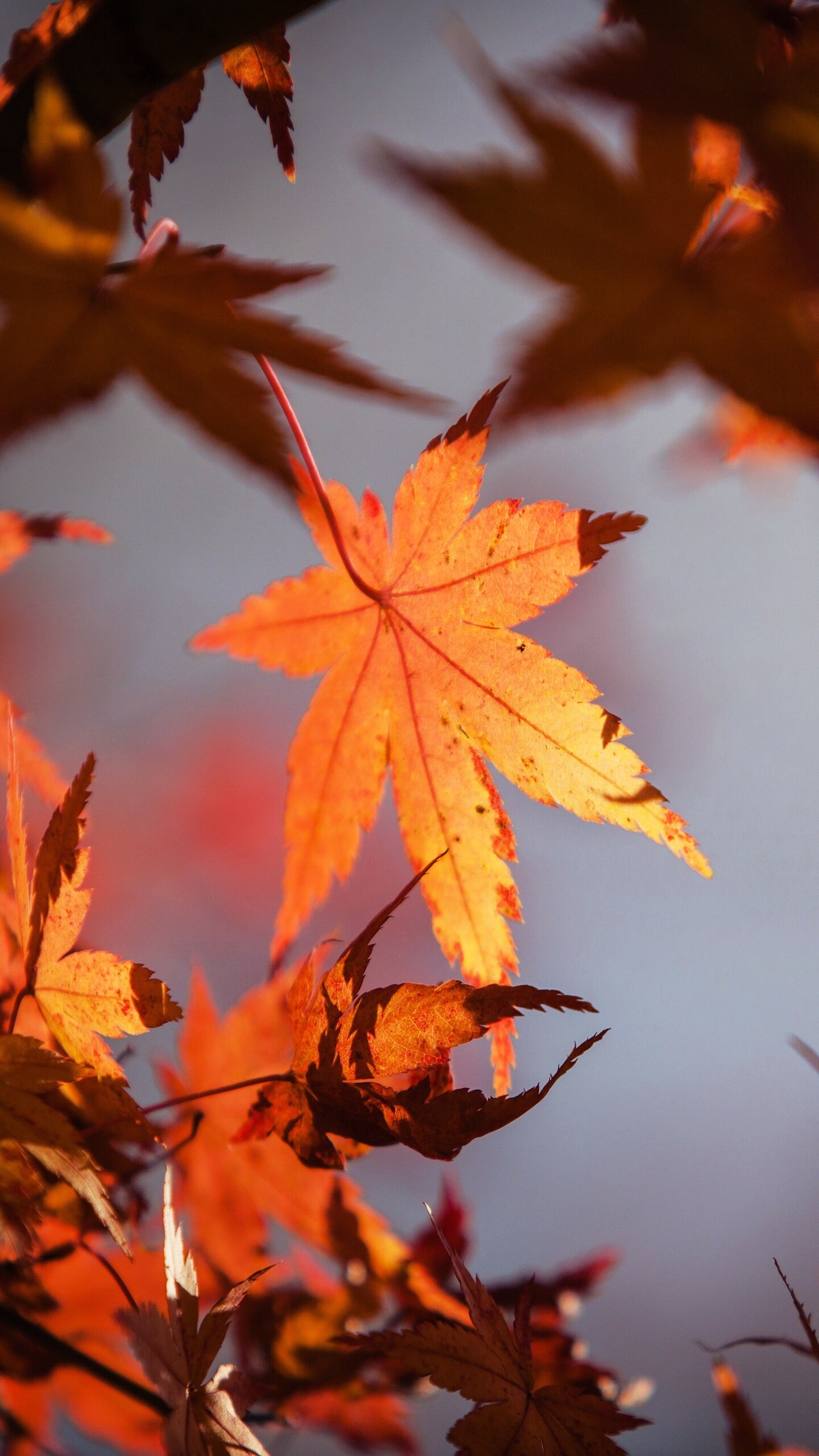 Autumn leaves, Samsung Galaxy S6, Google Pixel XL, 1440x2560 HD Phone