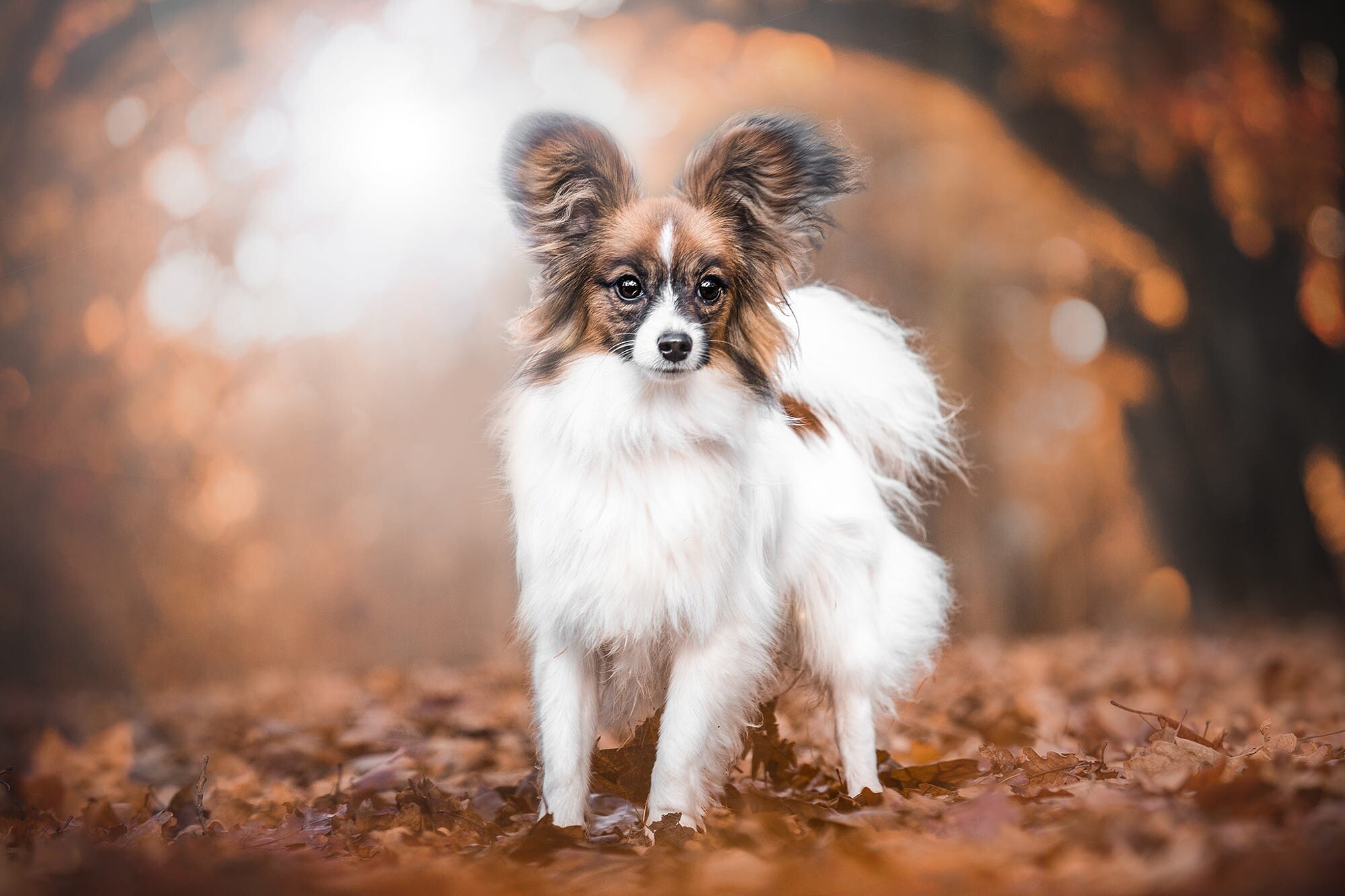 Papillon Dog, Graceful breed, Leaves backdrop, Nature-inspired, 2000x1340 HD Desktop