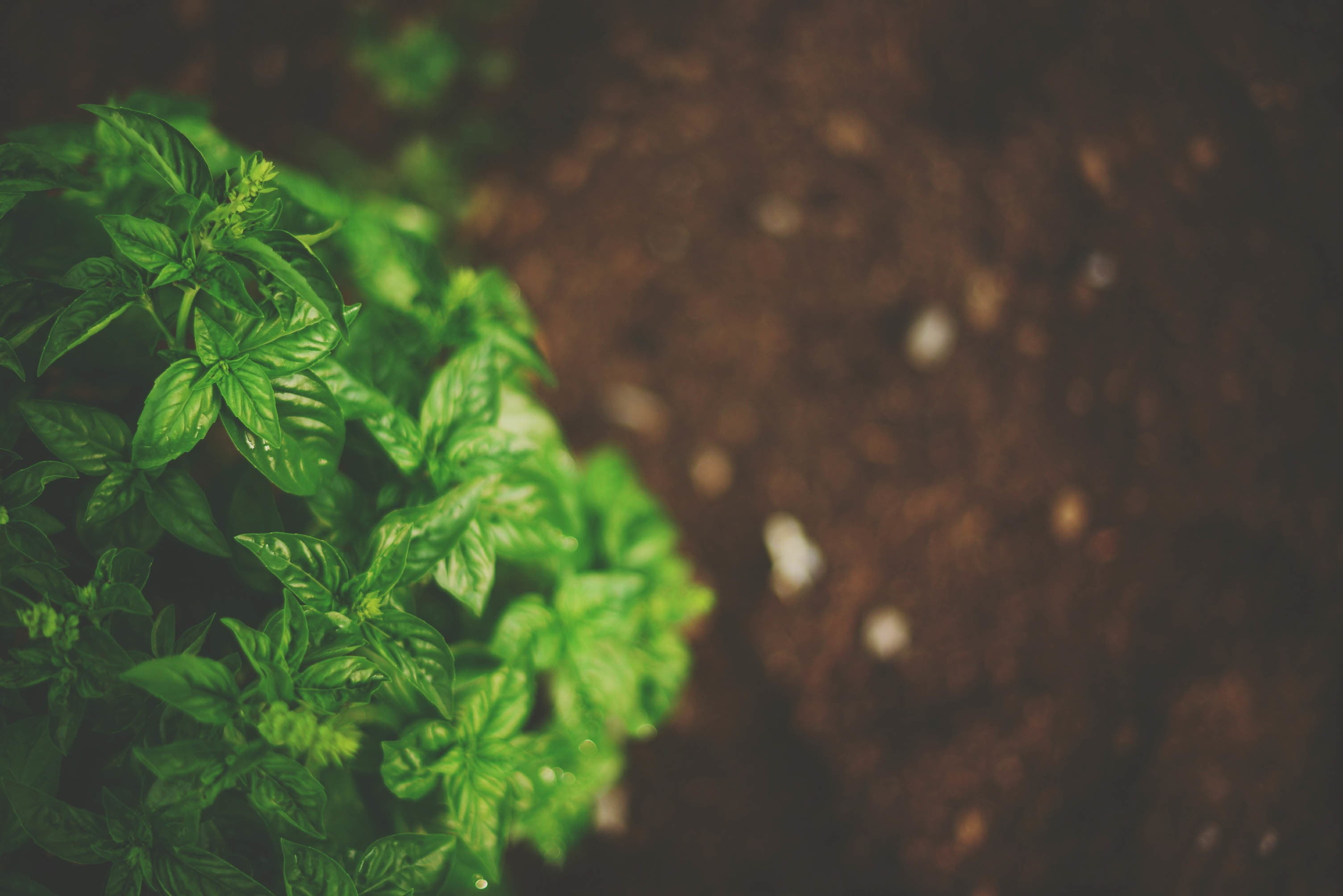 Green leaf, Ovate shape, Indoor plant, High definition, 3010x2010 HD Desktop