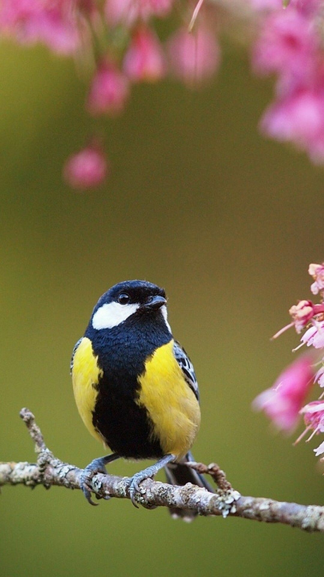 Cute spring birds wallpapers, 4K HD, 1080x1920 Full HD Phone