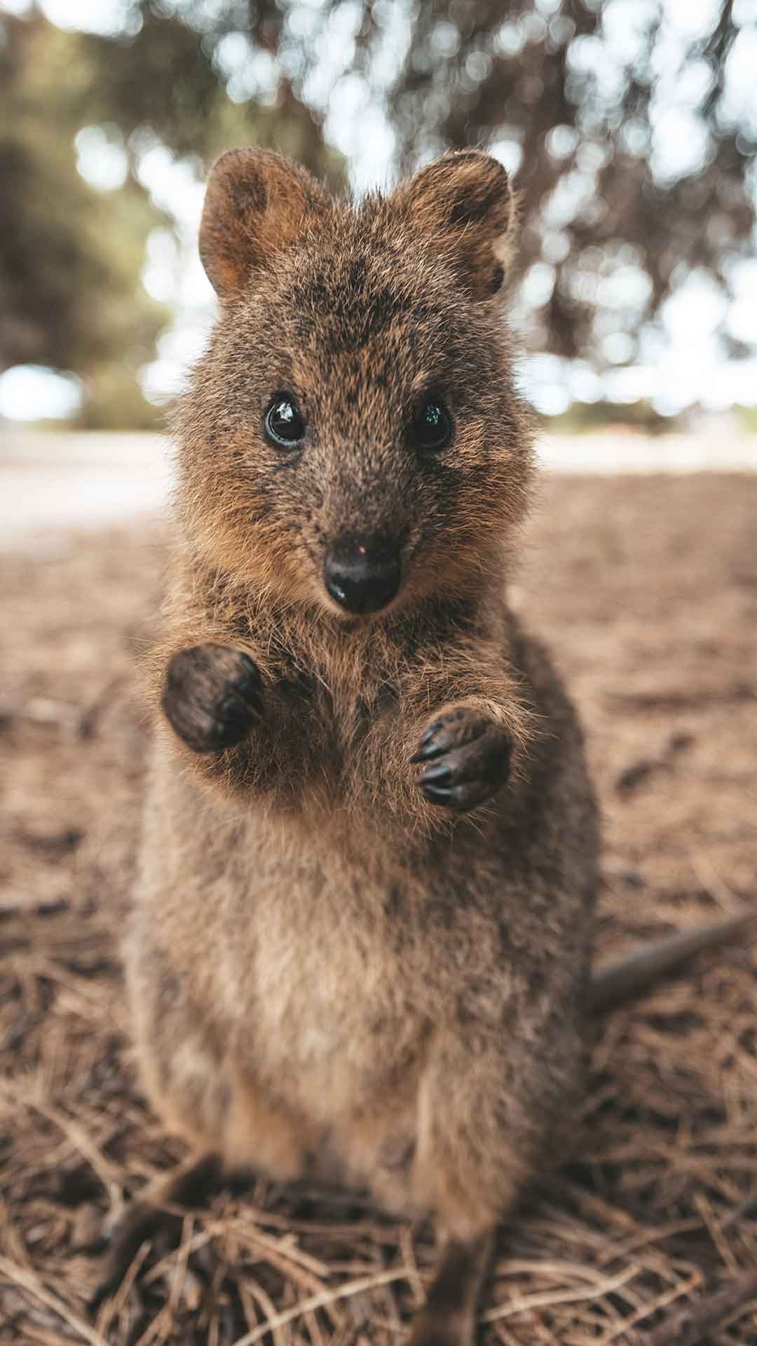 Quokka TV show, Singapore travel, Quokka exploration, Adventure series, 1080x1920 Full HD Phone