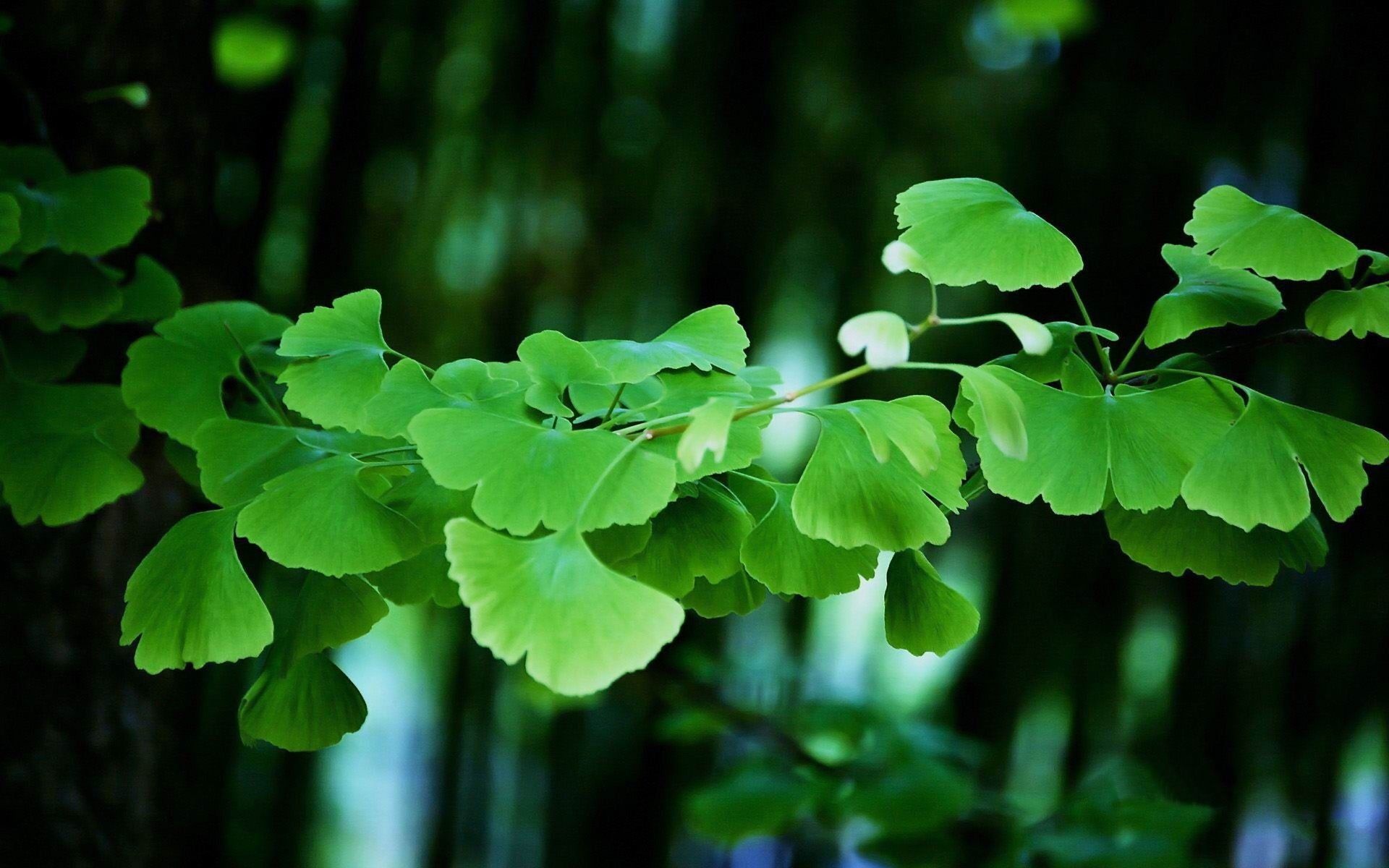 Ginkgo tree wallpapers, Ginkgo tree backgrounds, 1920x1200 HD Desktop